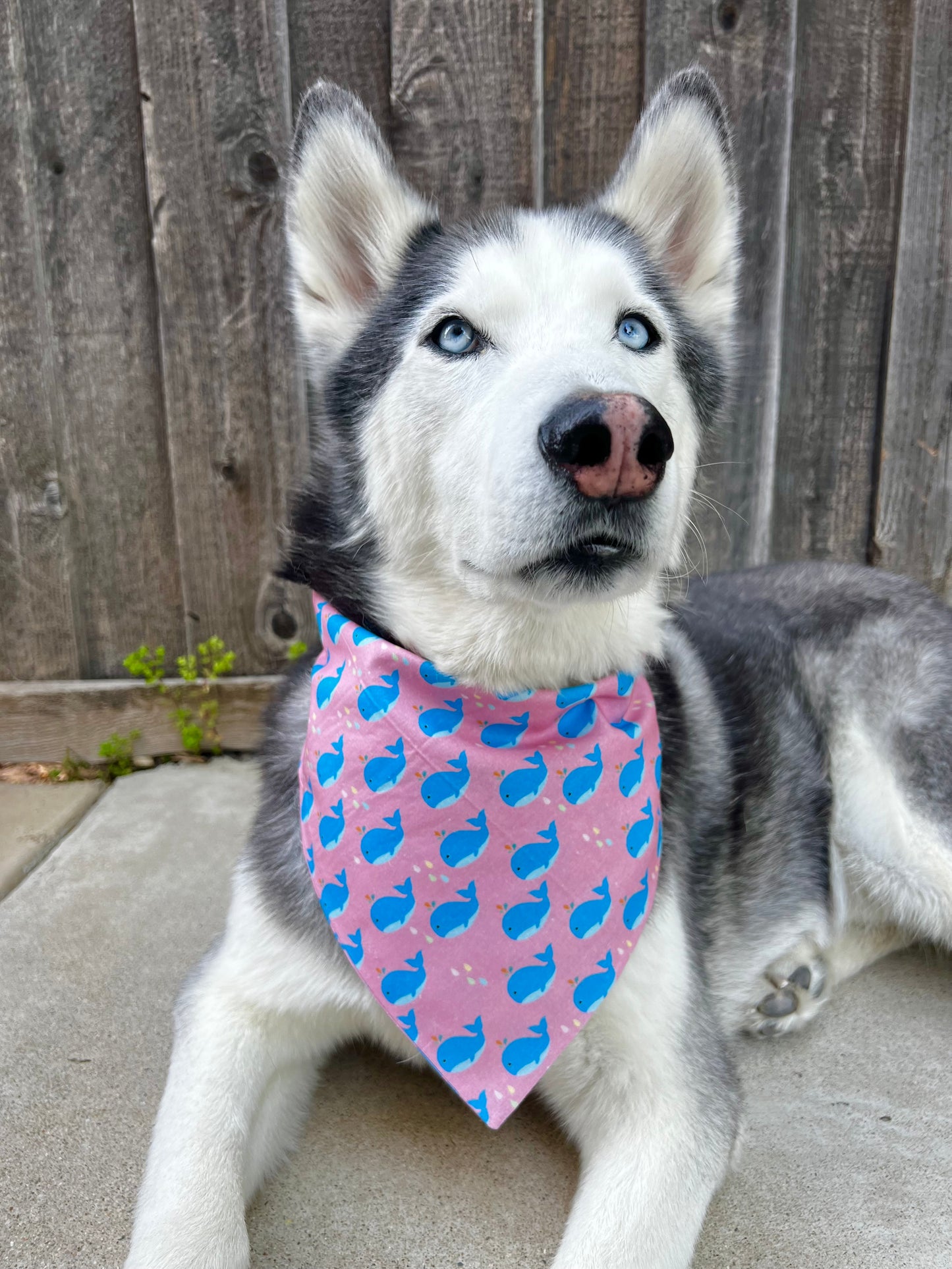 Whale Buddies Bandana