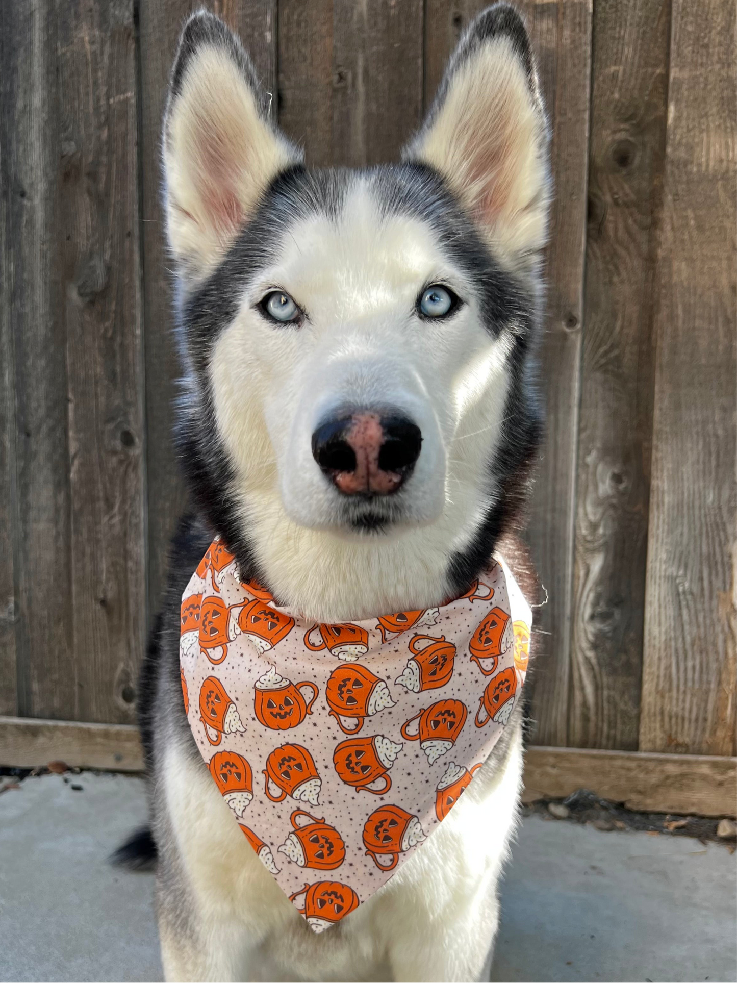 Pumpkin Spice Coffee Bandana
