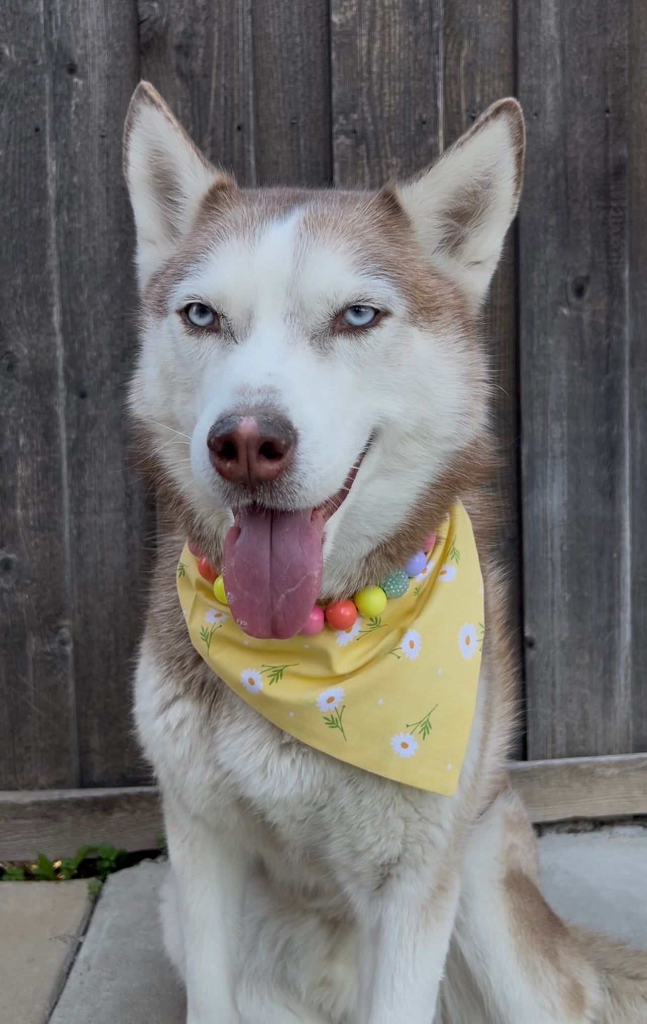 Yellow Spring Daisies Bandana