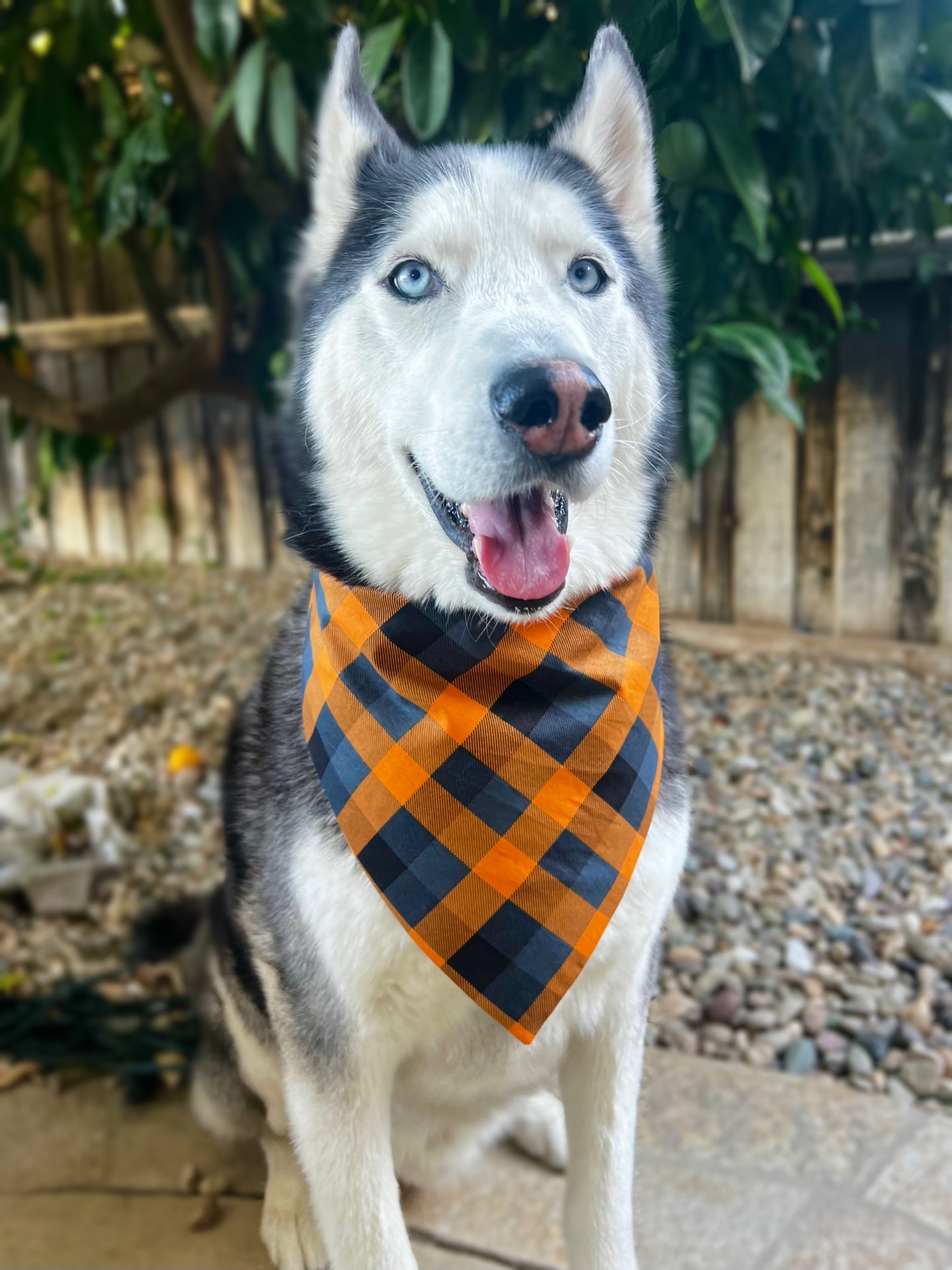 Pumpkin Plaid Bandana