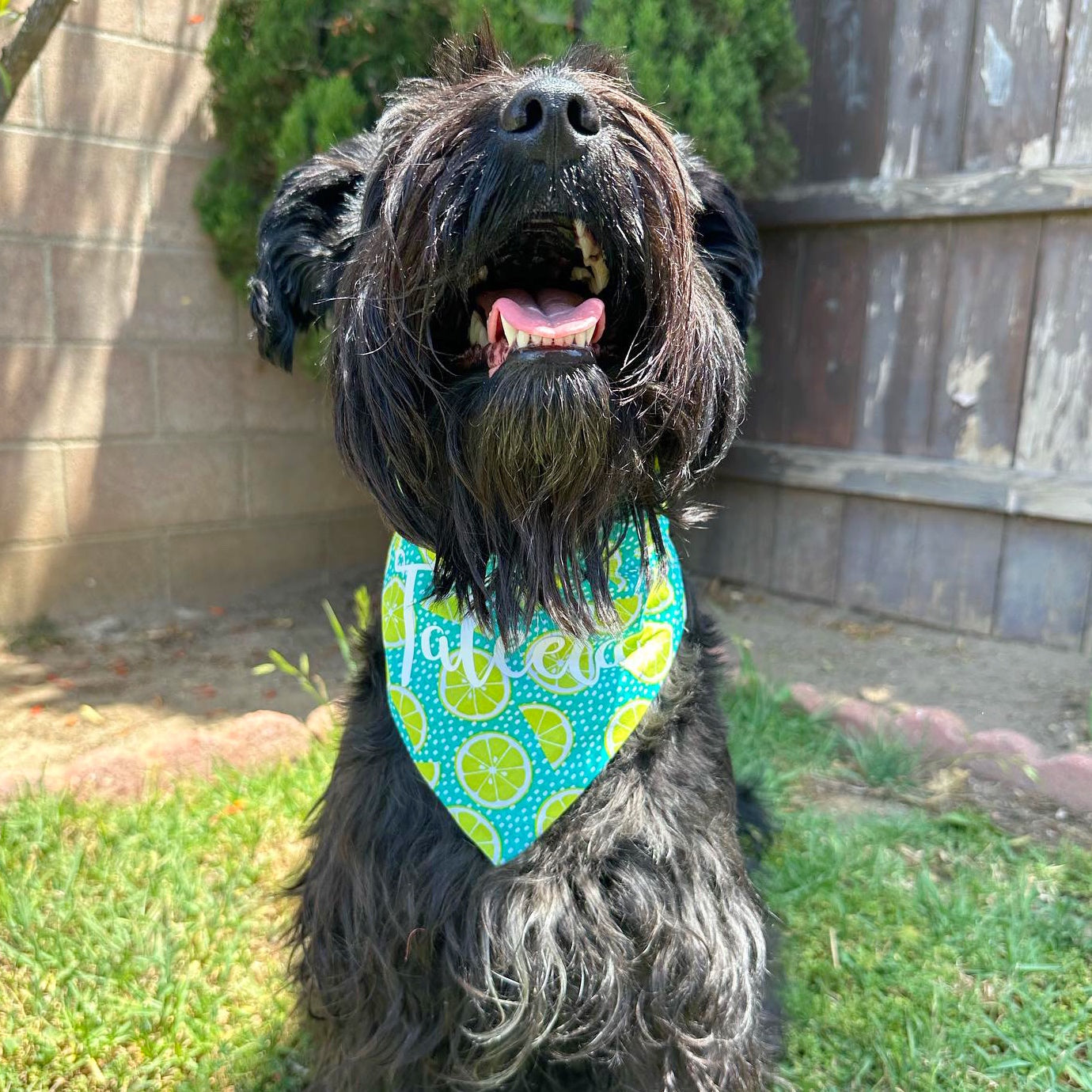 Margarita Limes Bandana