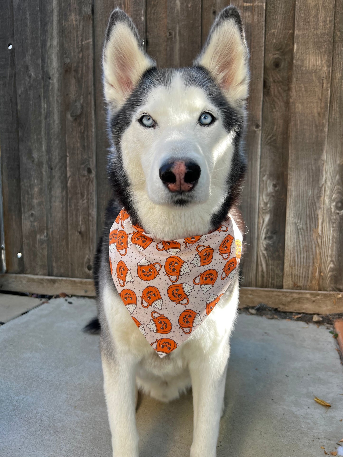 Pumpkin Spice Coffee Bandana