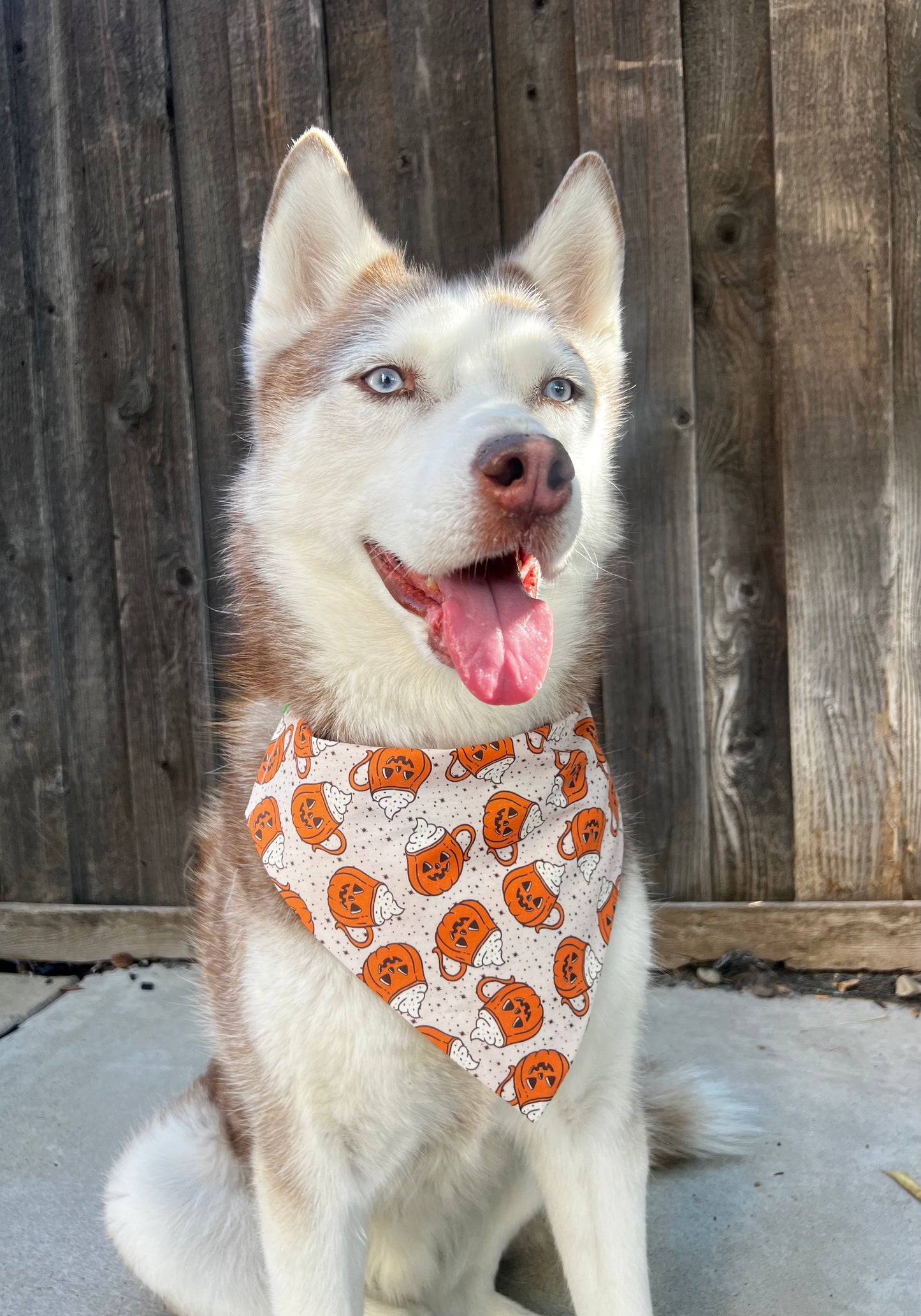 Dog wearing a bandana with pumpkin pattern in front of a wooden fence