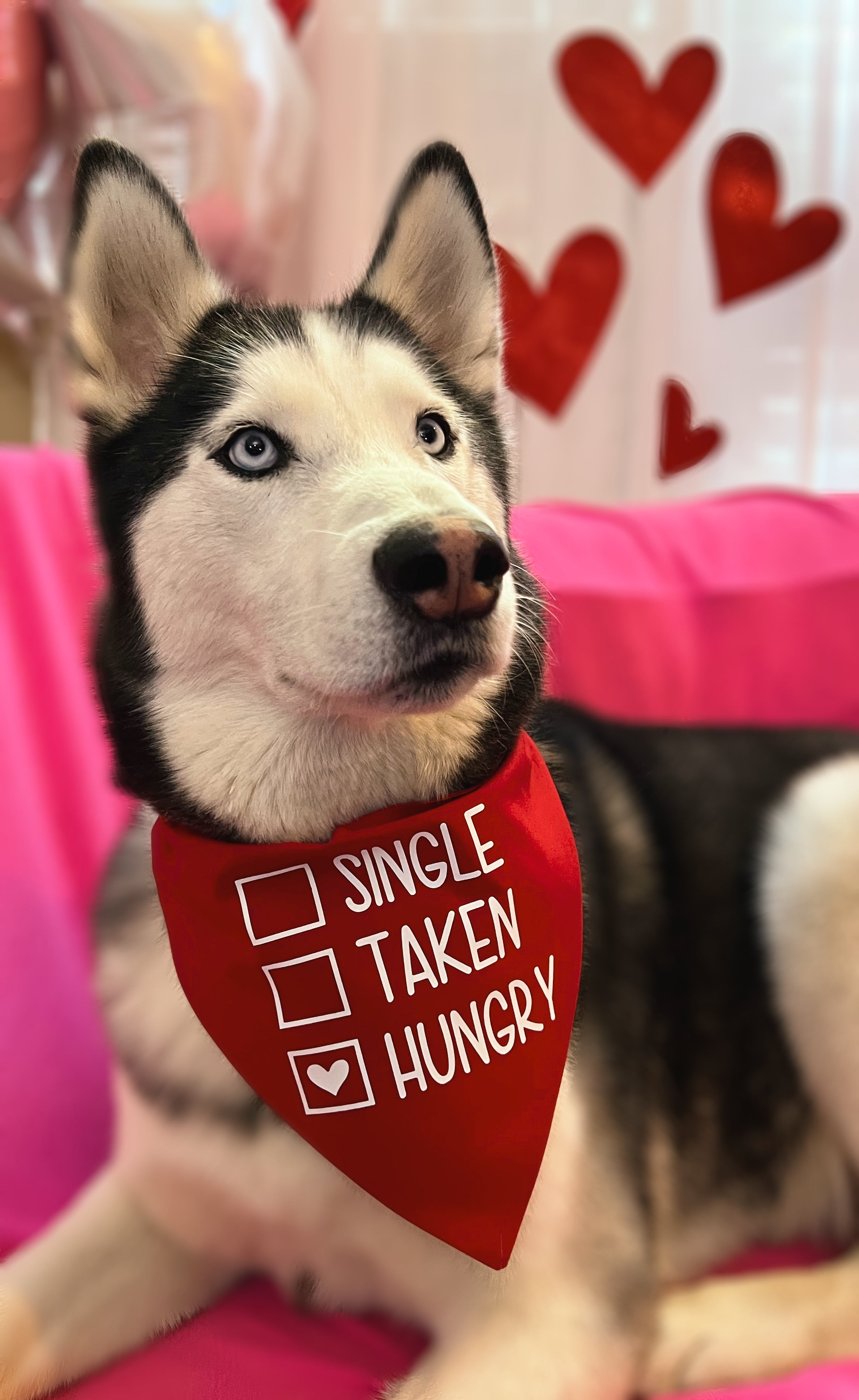 A Dog's Love Limited Edition Dog Bandana - Feeds A Shelter Dog for 30 Days
