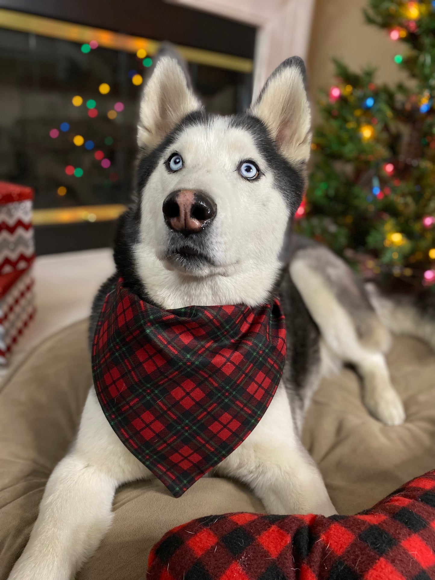 Rudolph's Plaid Bandana