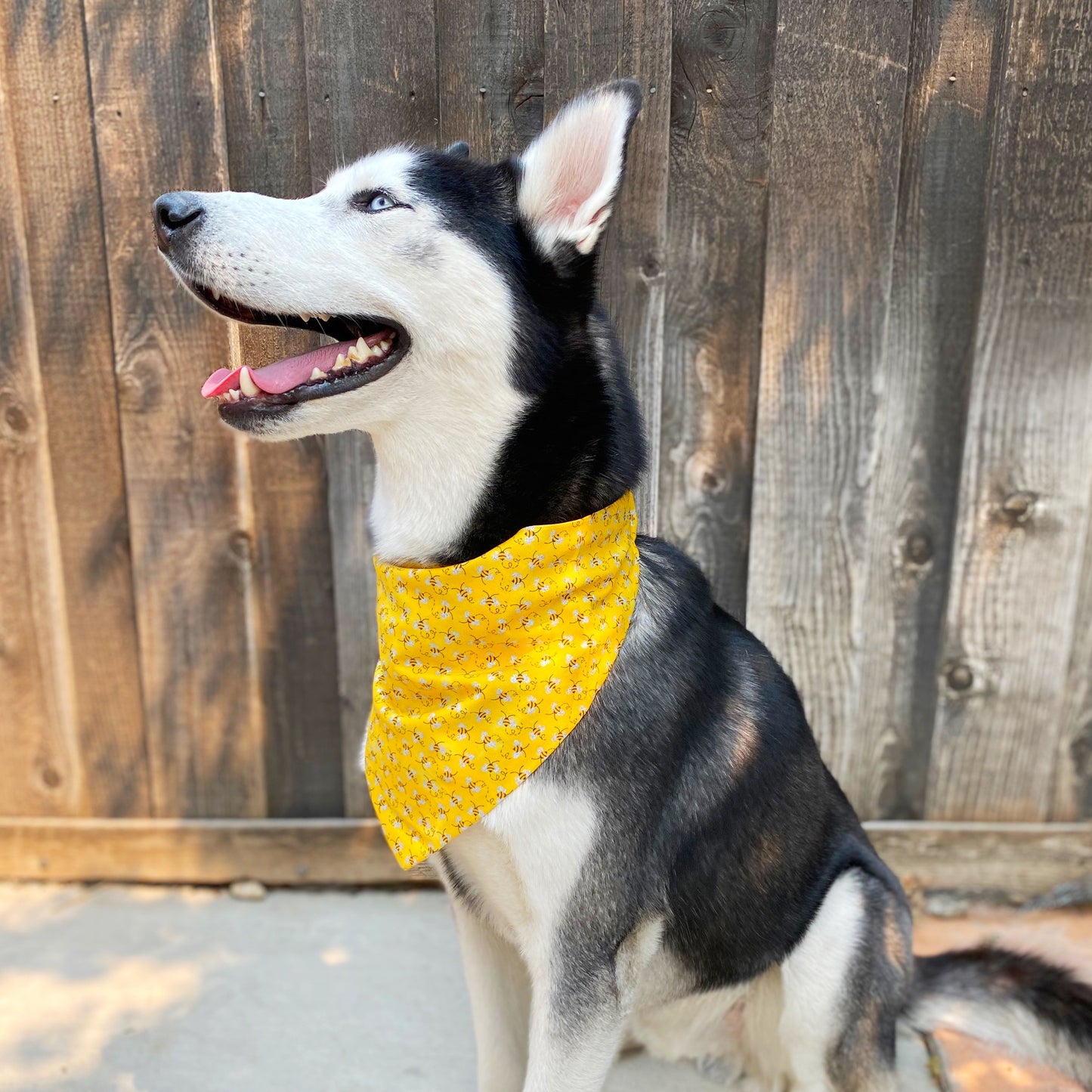 Bee Frenzy Bandana - Dogbana