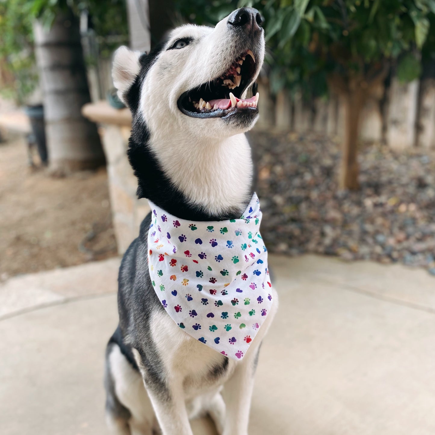 White Rainbow Paws Matching Set - Dogbana