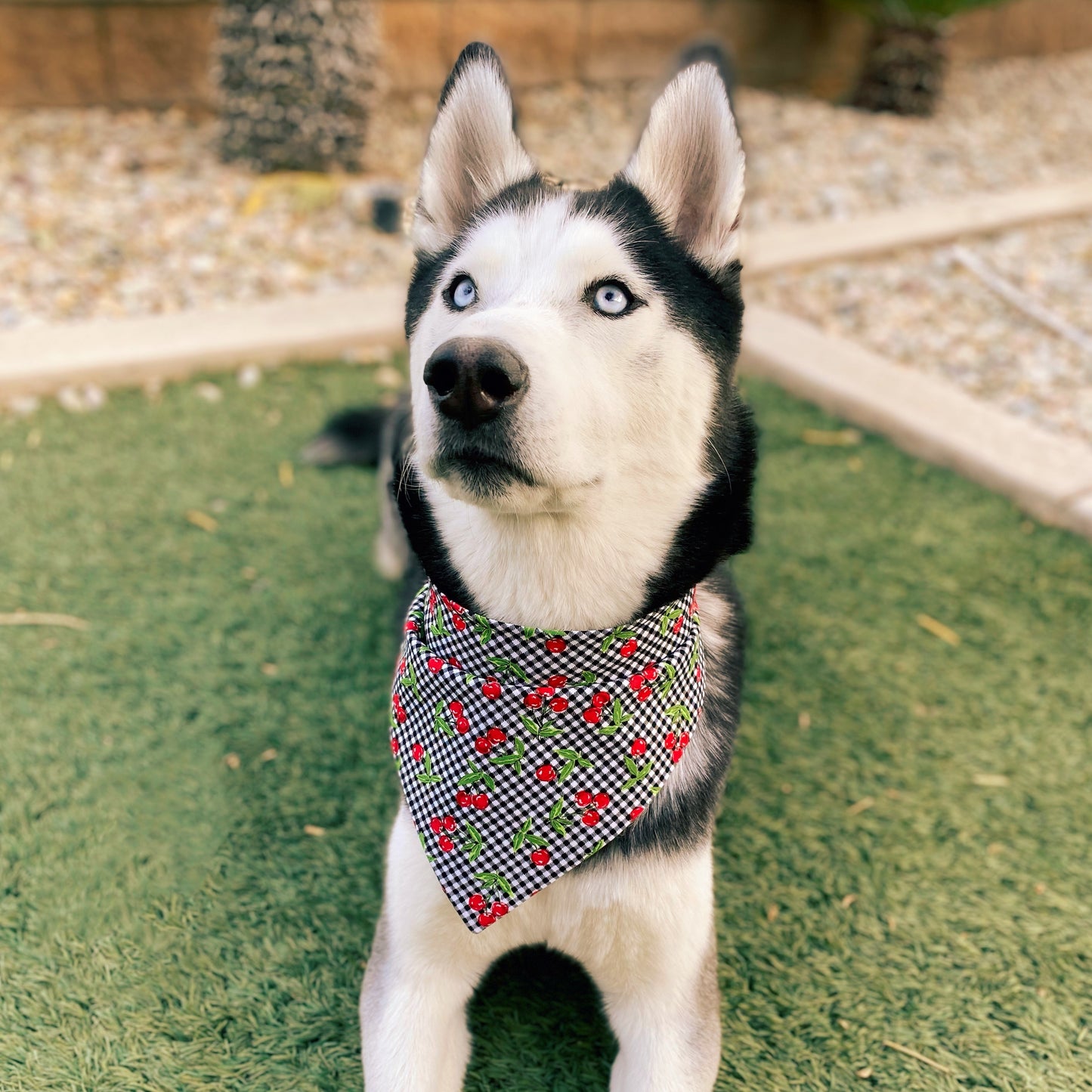 Checkered Cherry Bandana - Dogbana
