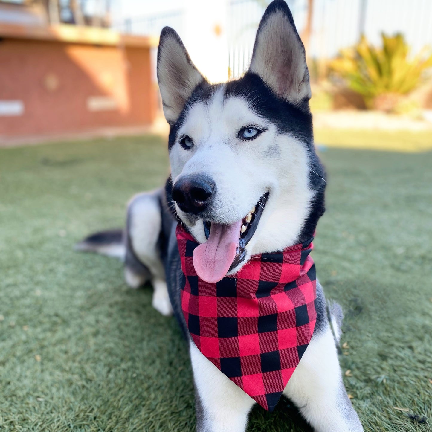 Red and Black Buffalo Bandana - Dogbana