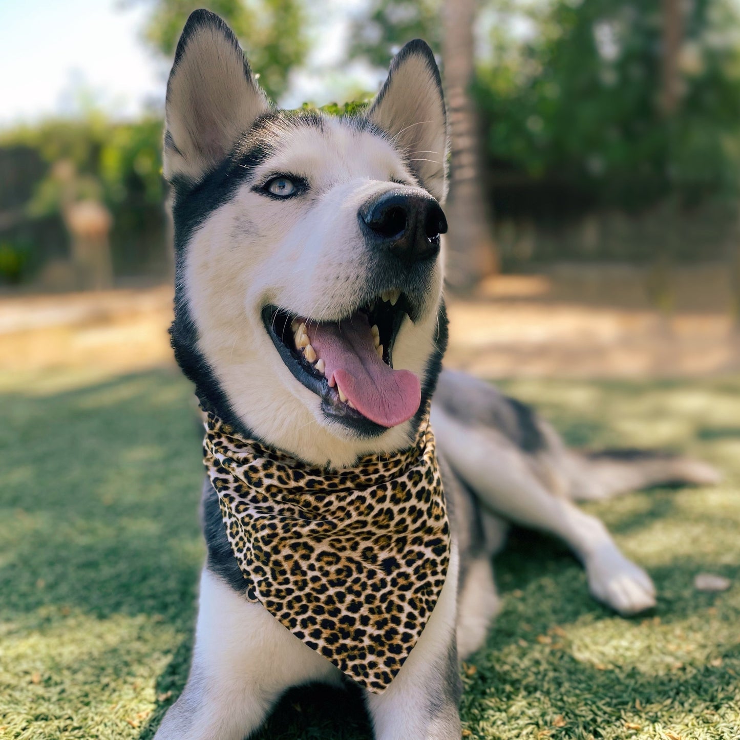 Classic Leopard Bandana - Dogbana