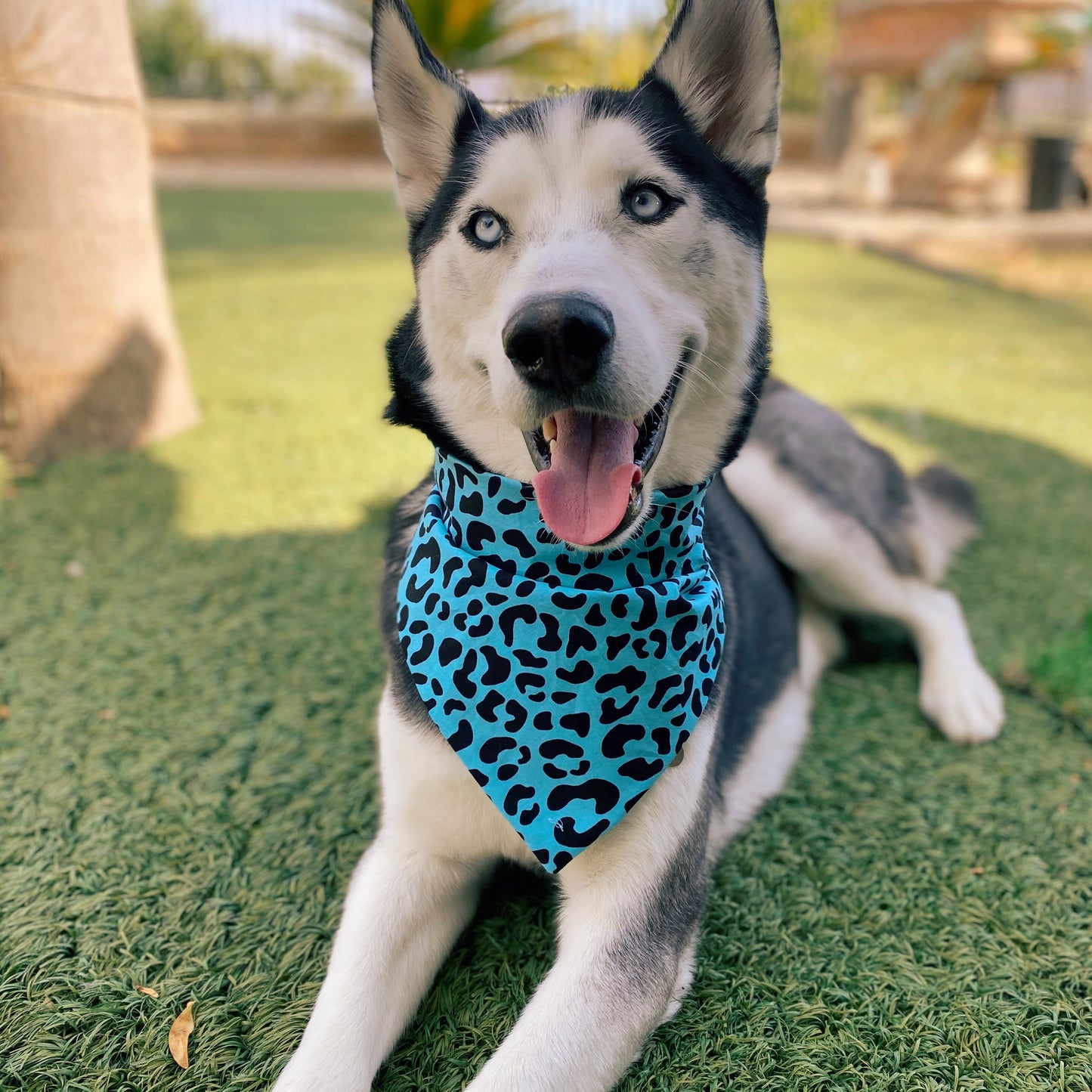 Turquoise Leopard Bandana - Dogbana