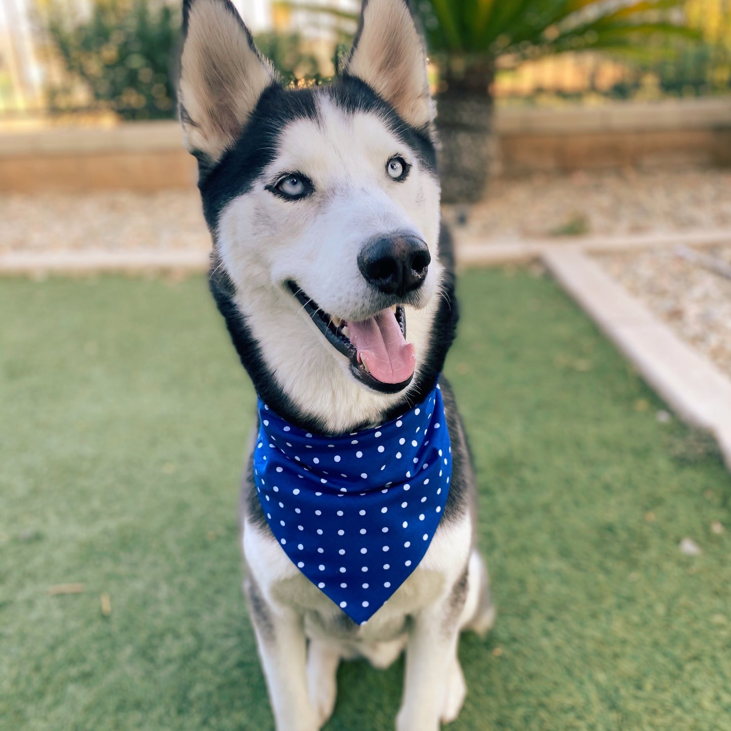 Royal Blue Polka Dot Matching Set - Dogbana