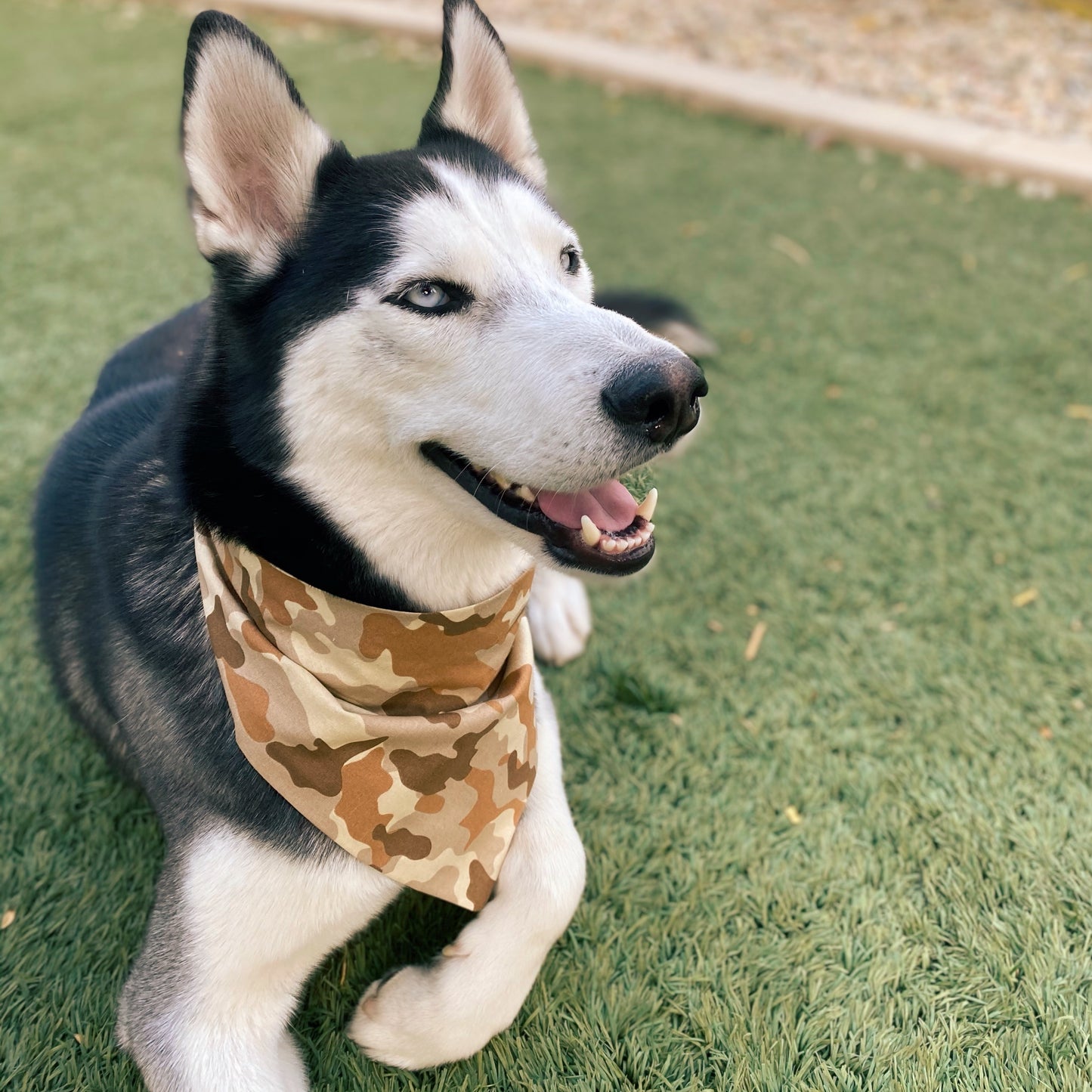 Tan Camouflage Matching Set - Dogbana