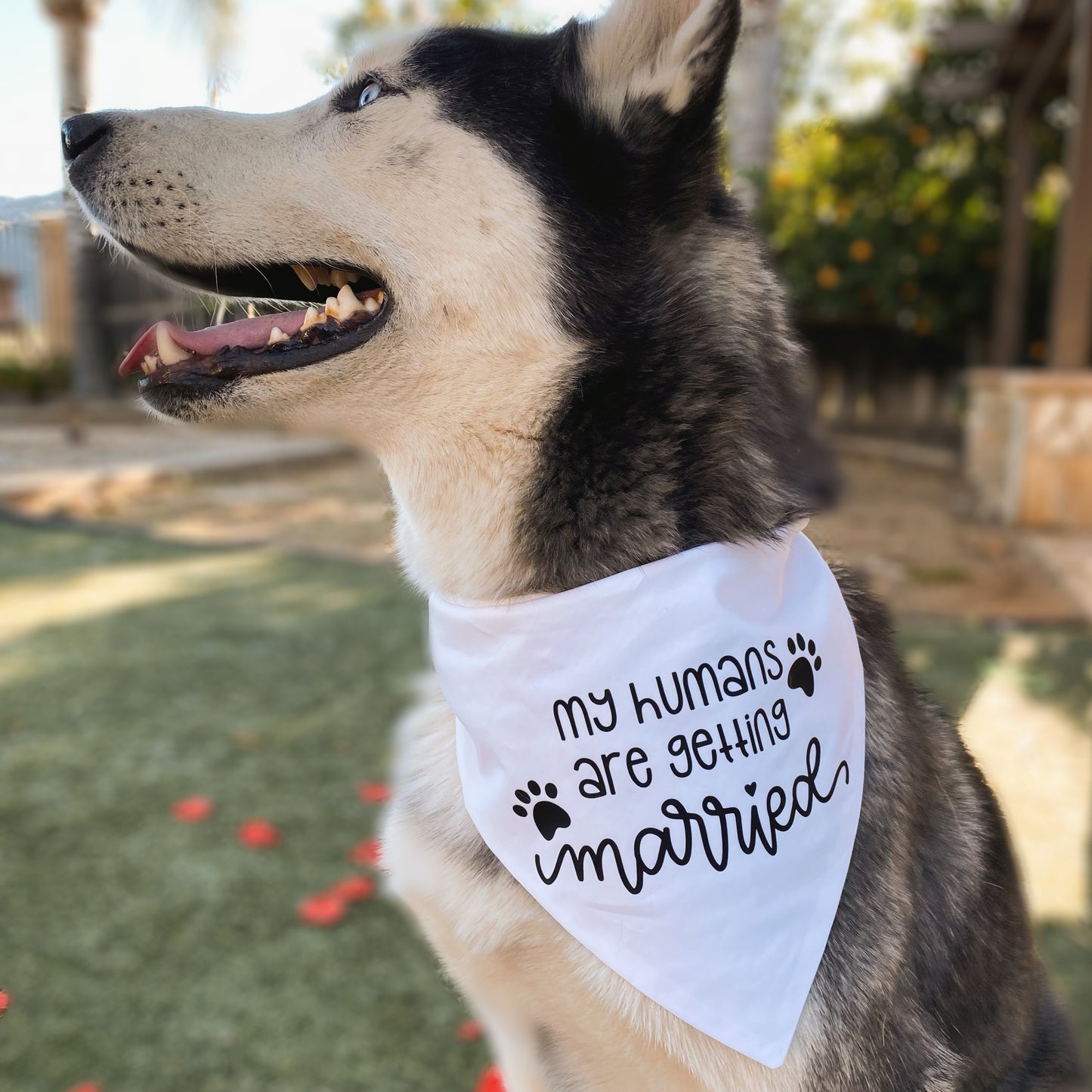 My Humans are Getting Married Bandana - Dogbana