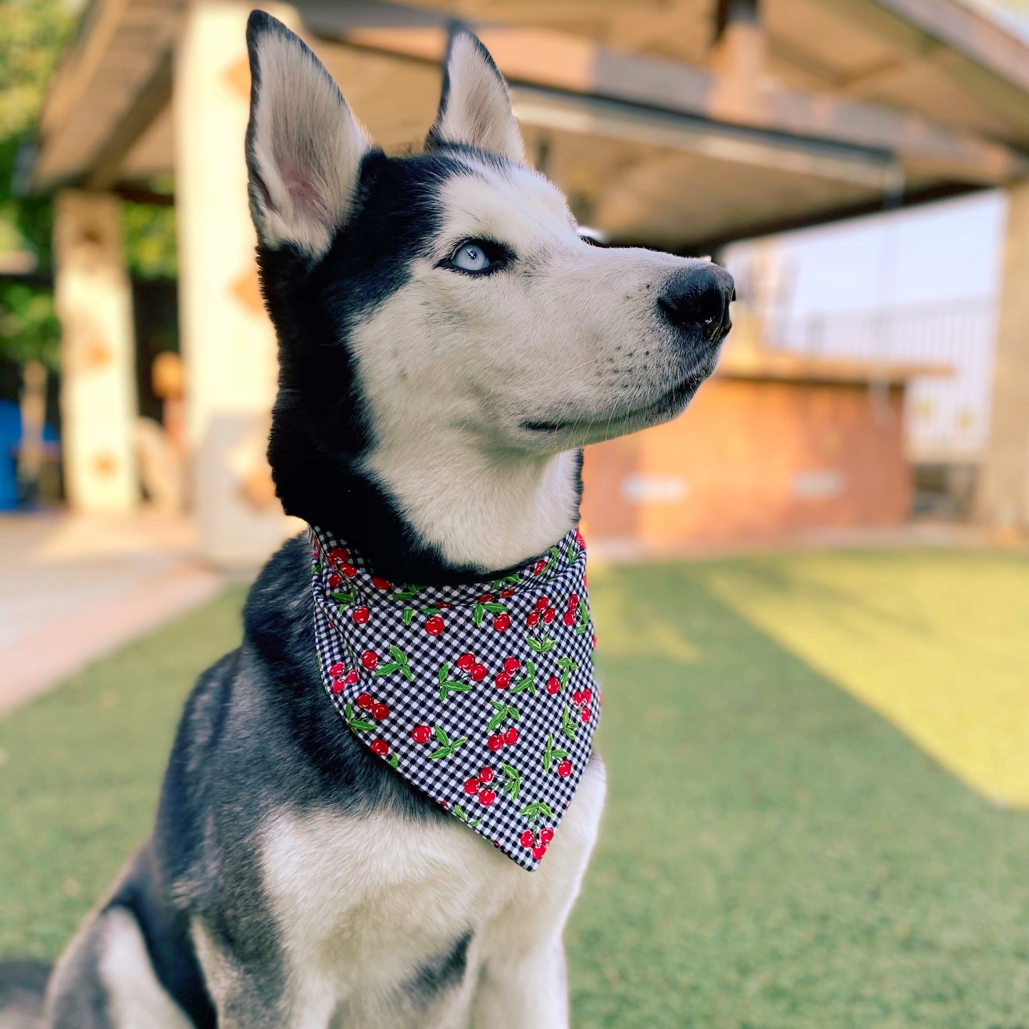 Checkered Cherry Bandana - Dogbana