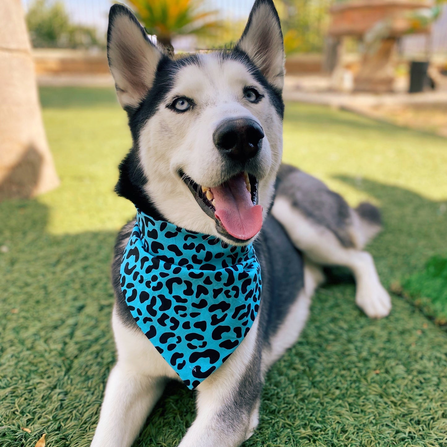 Turquoise Leopard Bandana - Dogbana