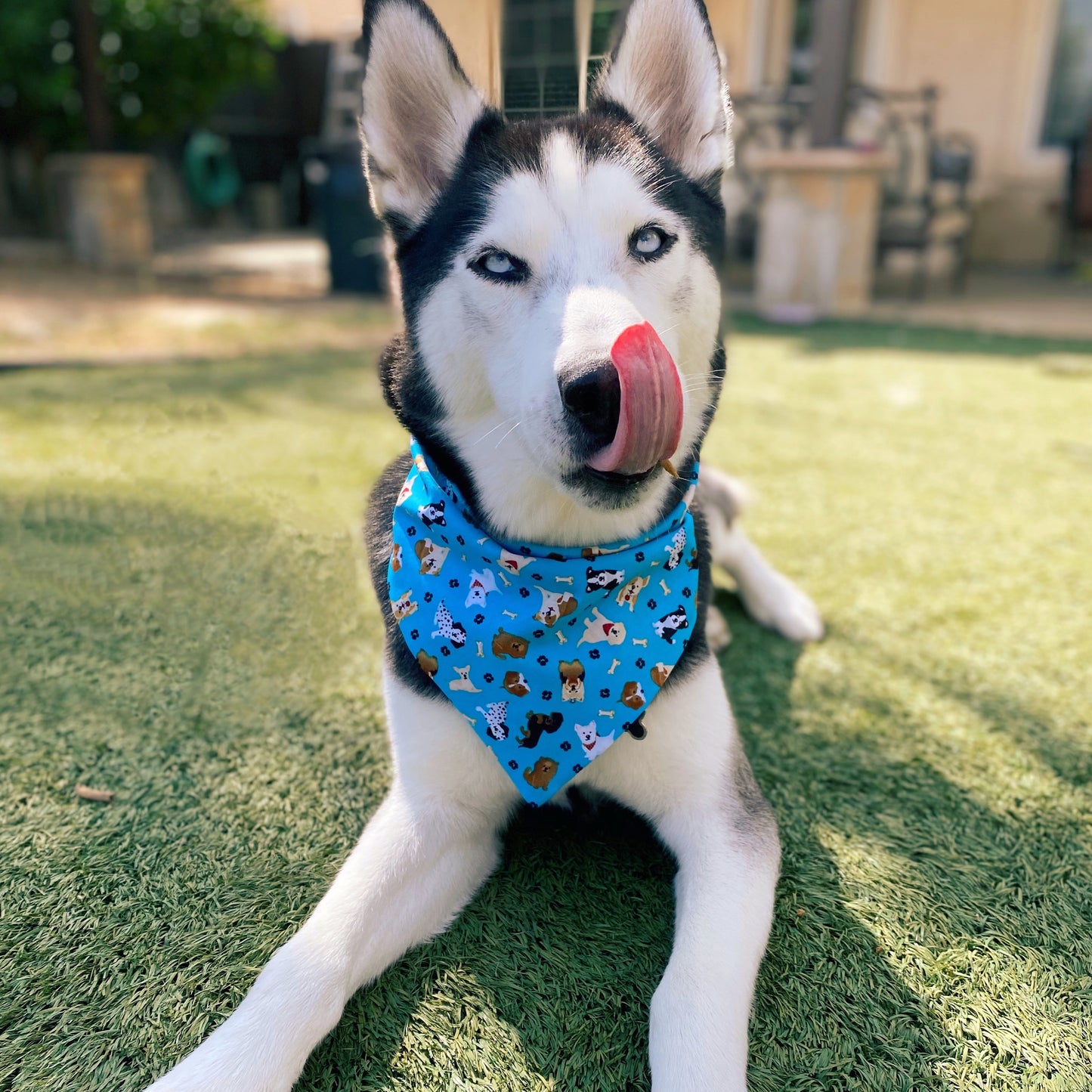 Puppy World Bandana - Dogbana