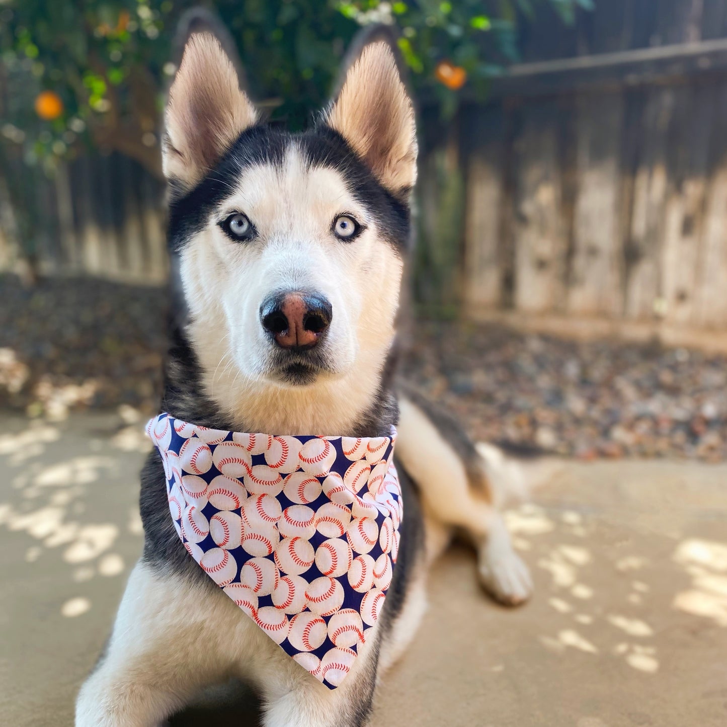 Baseball Bandana - Dogbana