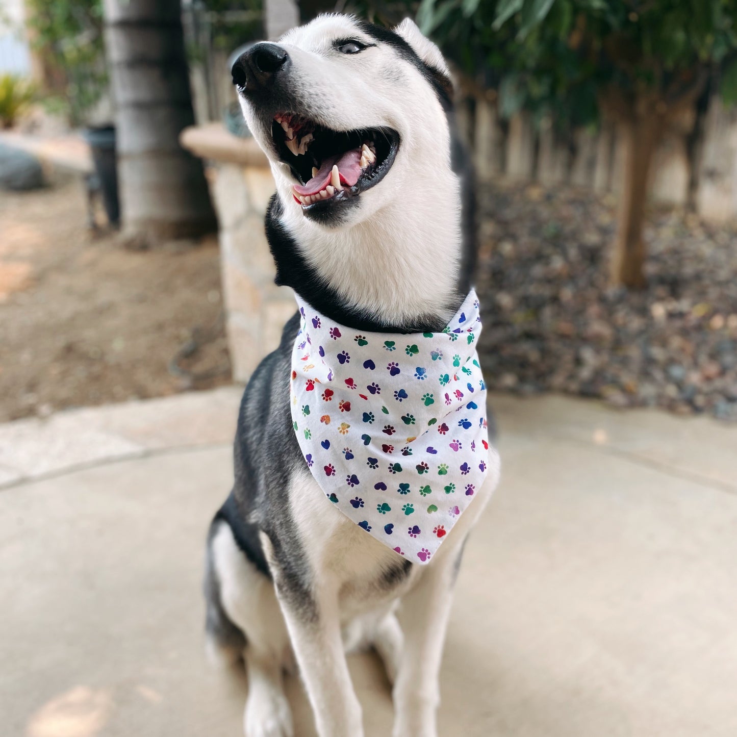 White Rainbow Paws Matching Set - Dogbana