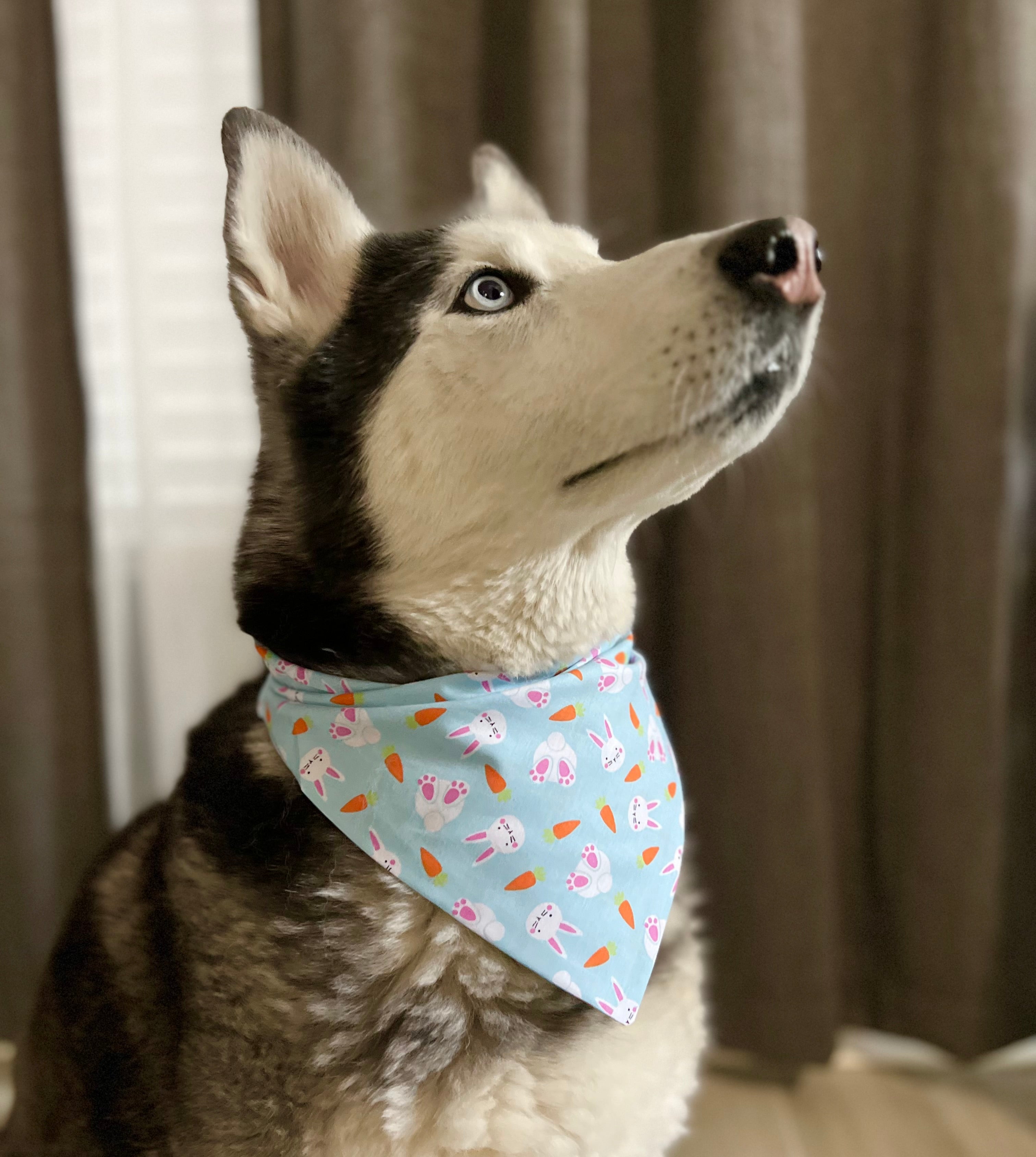 Bunny & Carrots Bandana