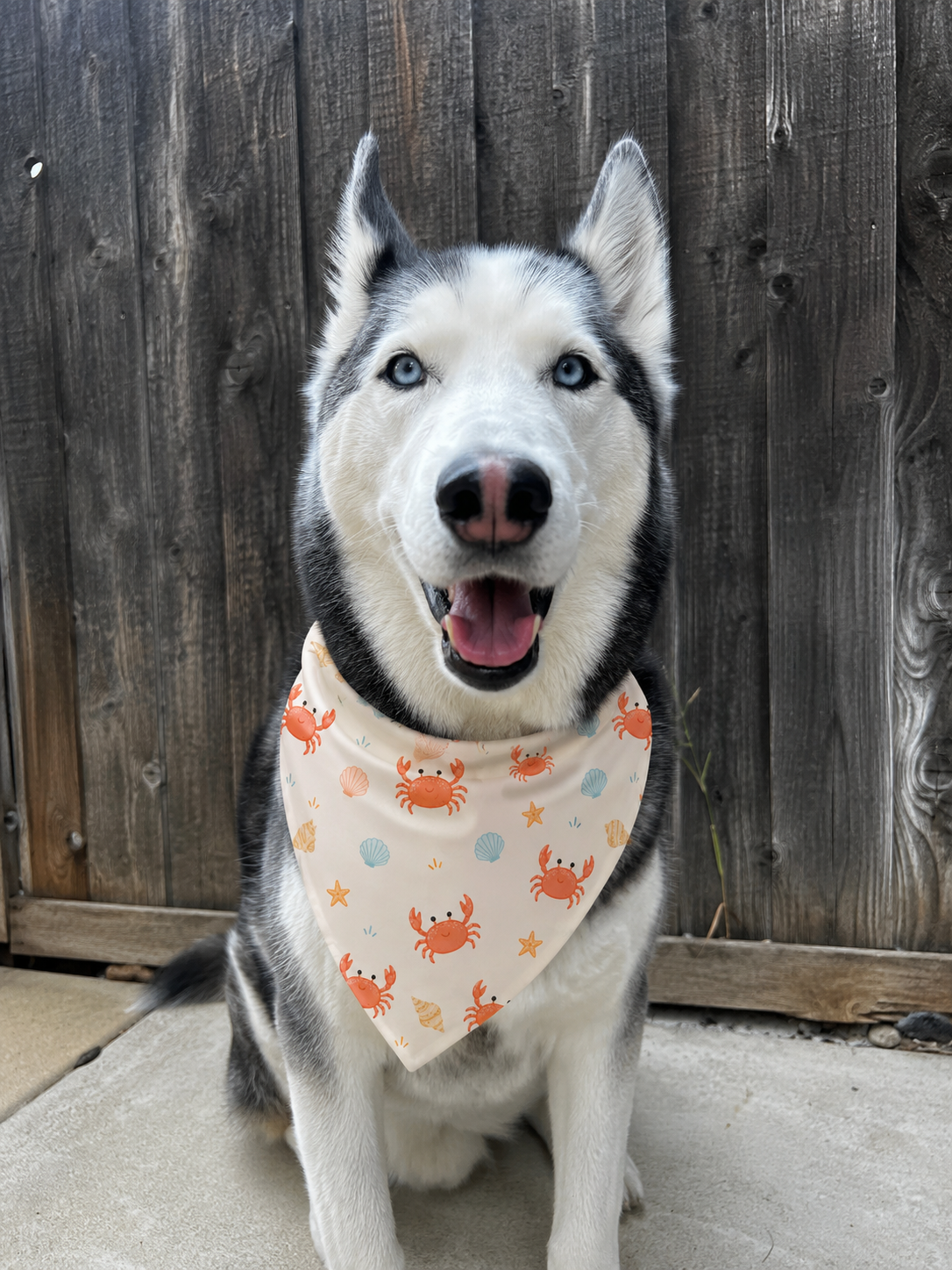 Ocean Crabs Bandana