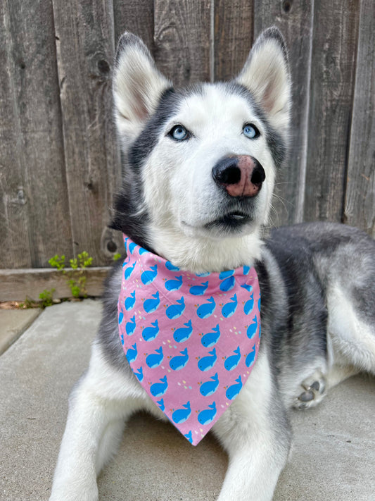 Whale Buddies Bandana
