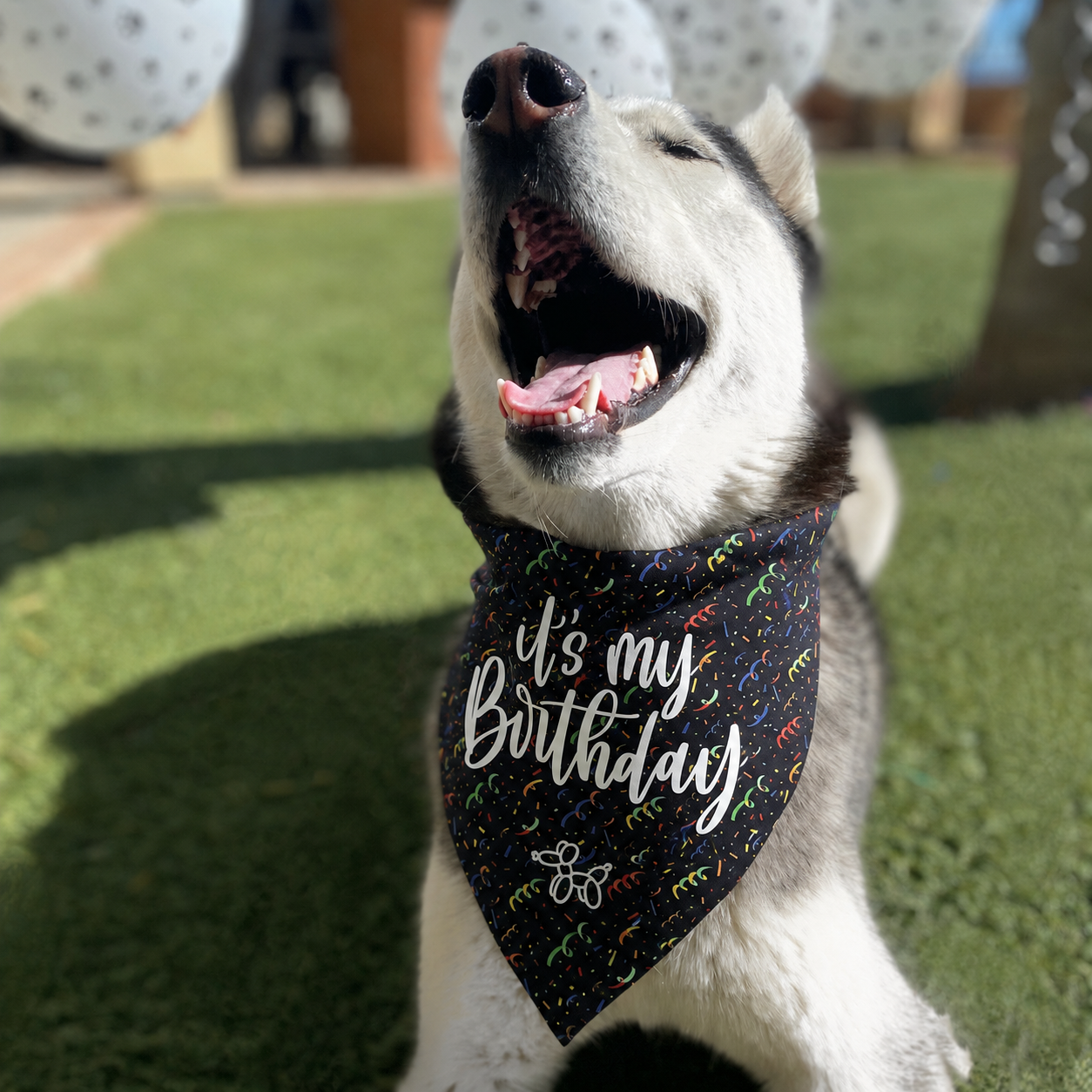 Its My Birthday Bandana