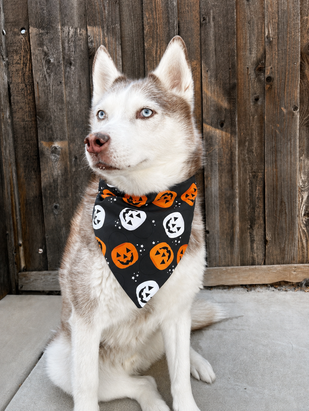 A husky dog wearing a black bandana with an orange and white jack-o'-lantern pattern, sitting in front of a weathered wooden fence.