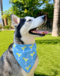 Perfect Margarita Bandana
