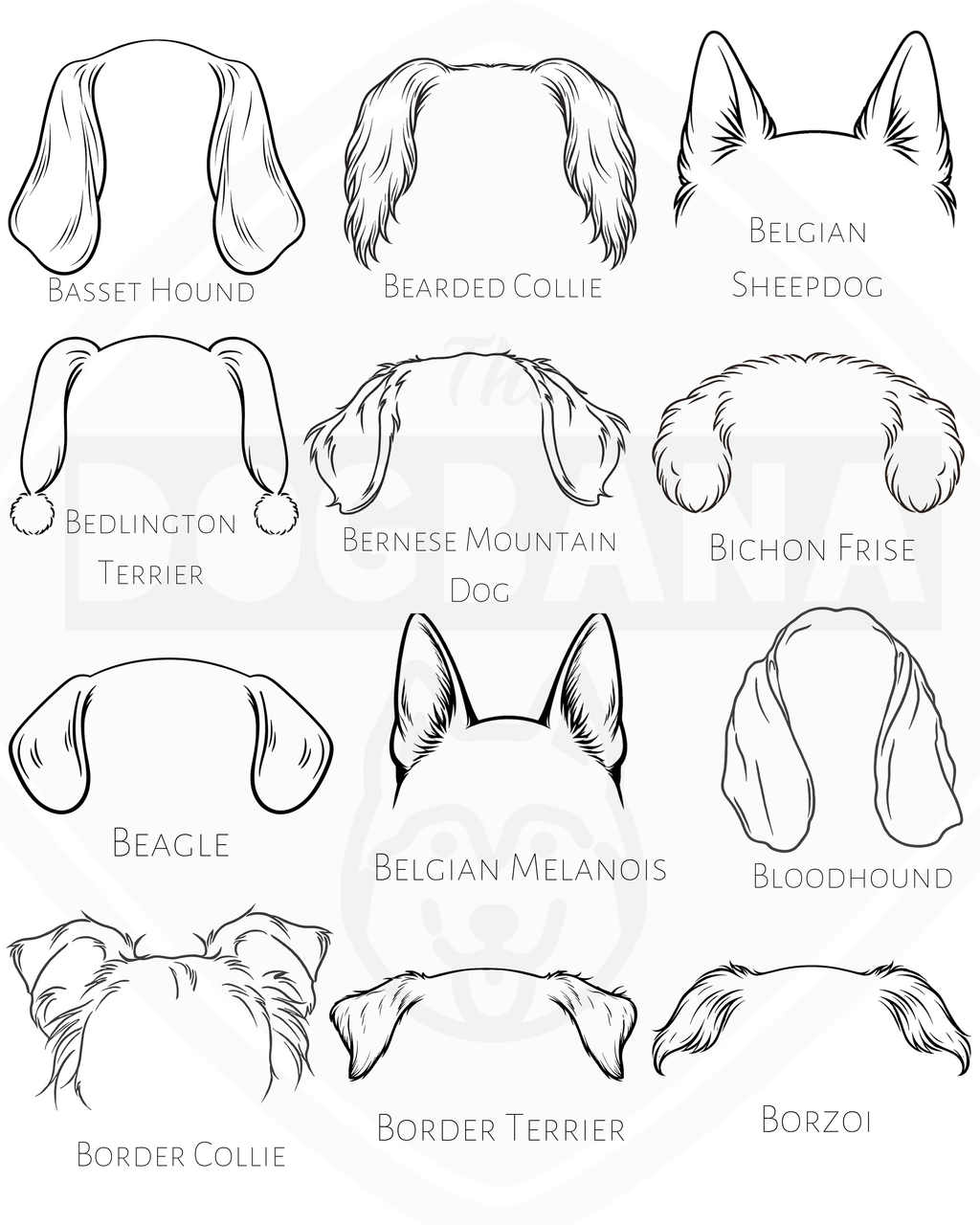 Diagram showing different dog breeds and their ear shapes.