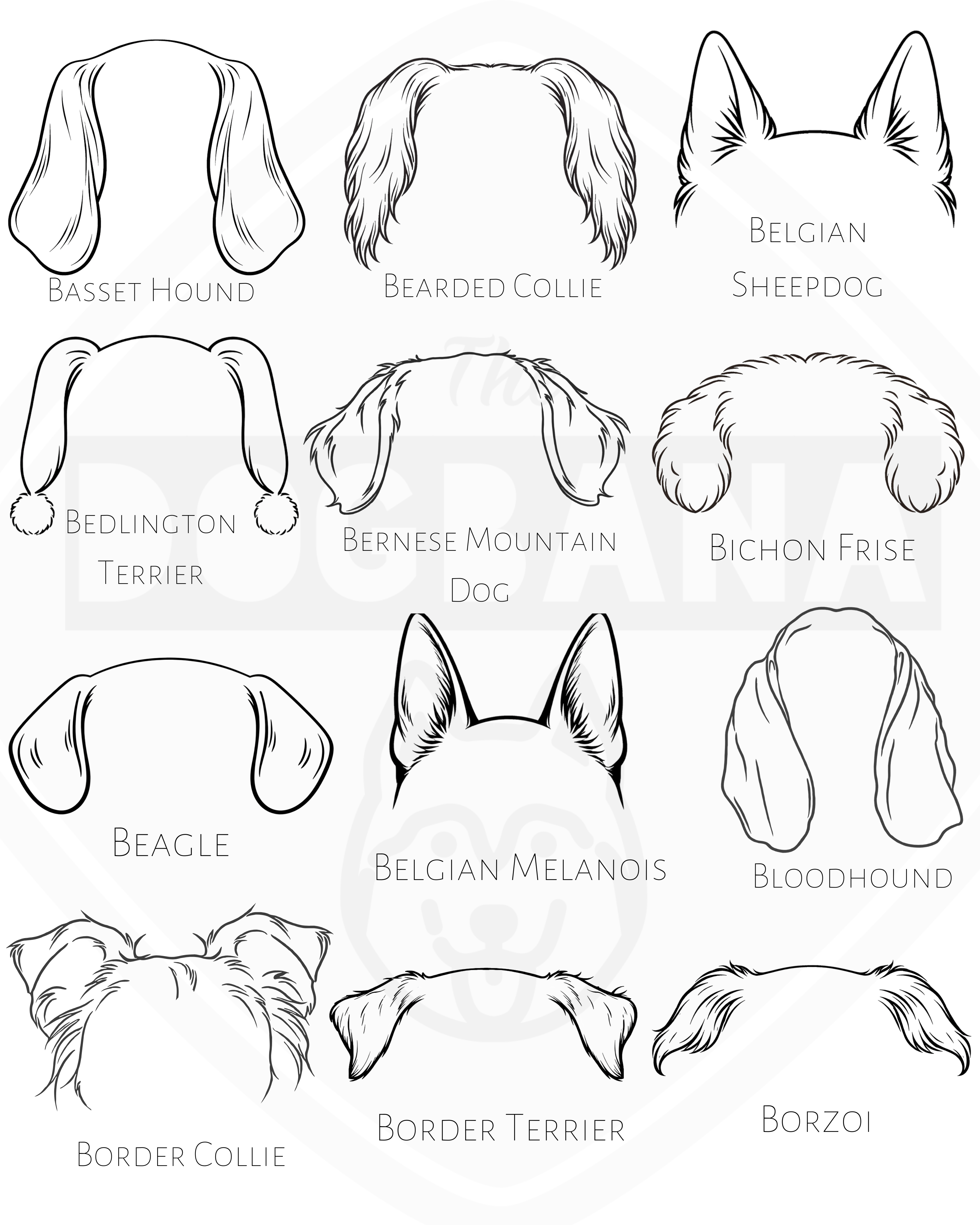 Diagram showing different dog breeds and their ear shapes.