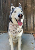 Husky dog wearing a dog bone bandana in front of a wooden fence