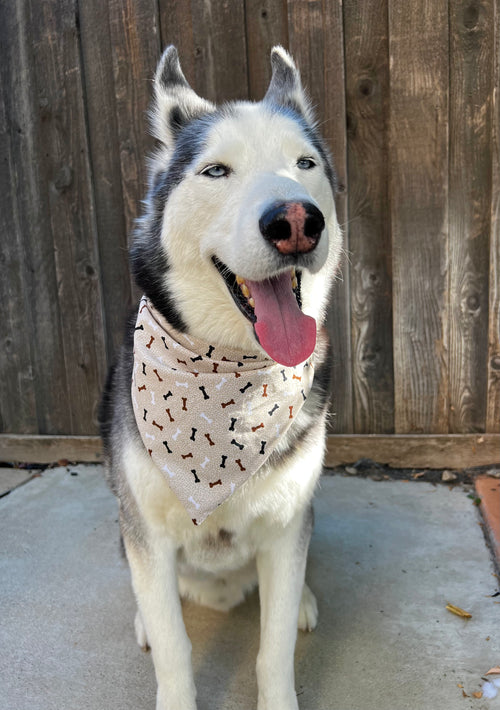 Husky dog wearing a dog bone bandana in front of a wooden fence
