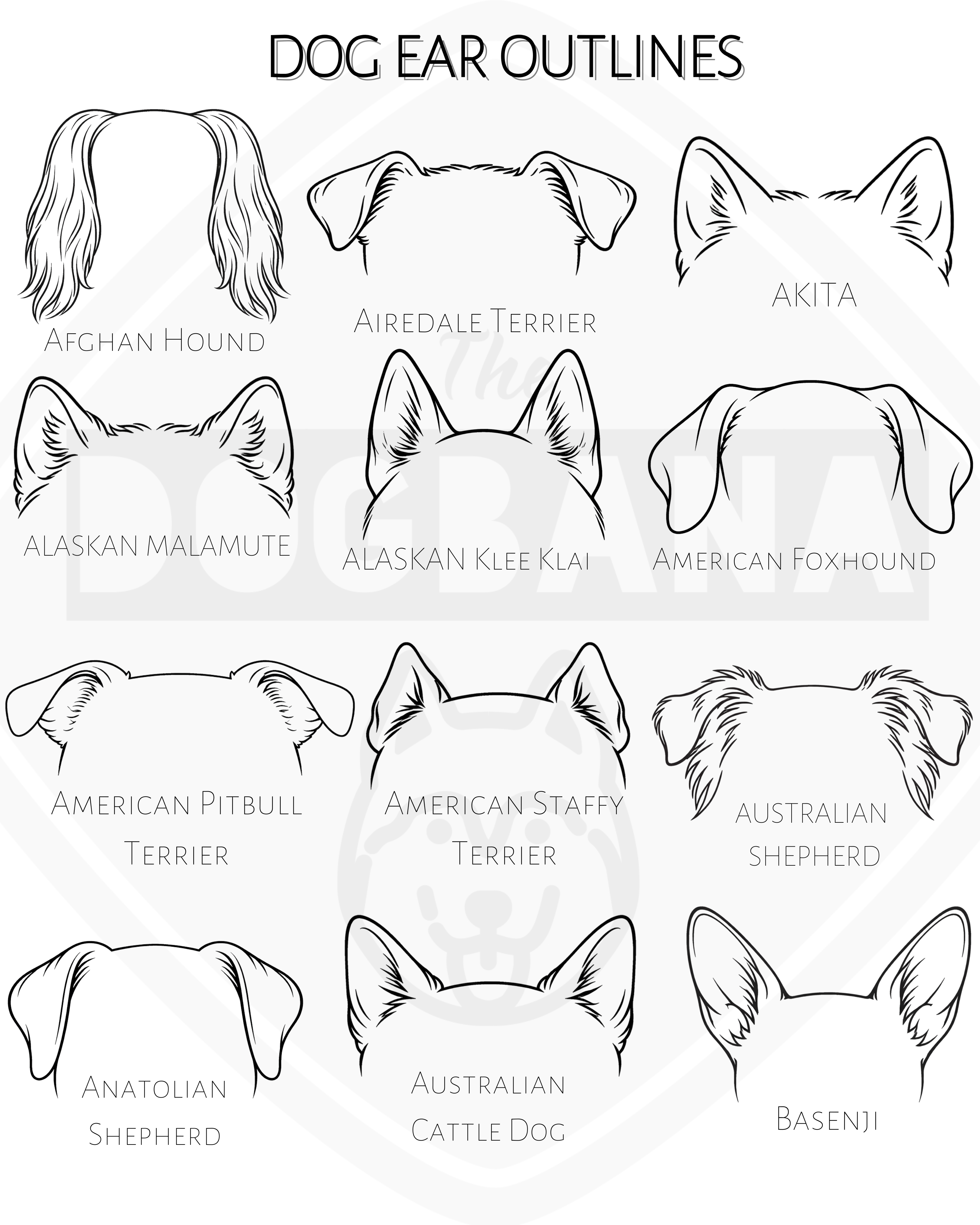 Dog ear outlines with labels for various breeds on a white background