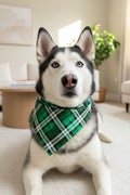 Dog wearing a green plaid bandana 