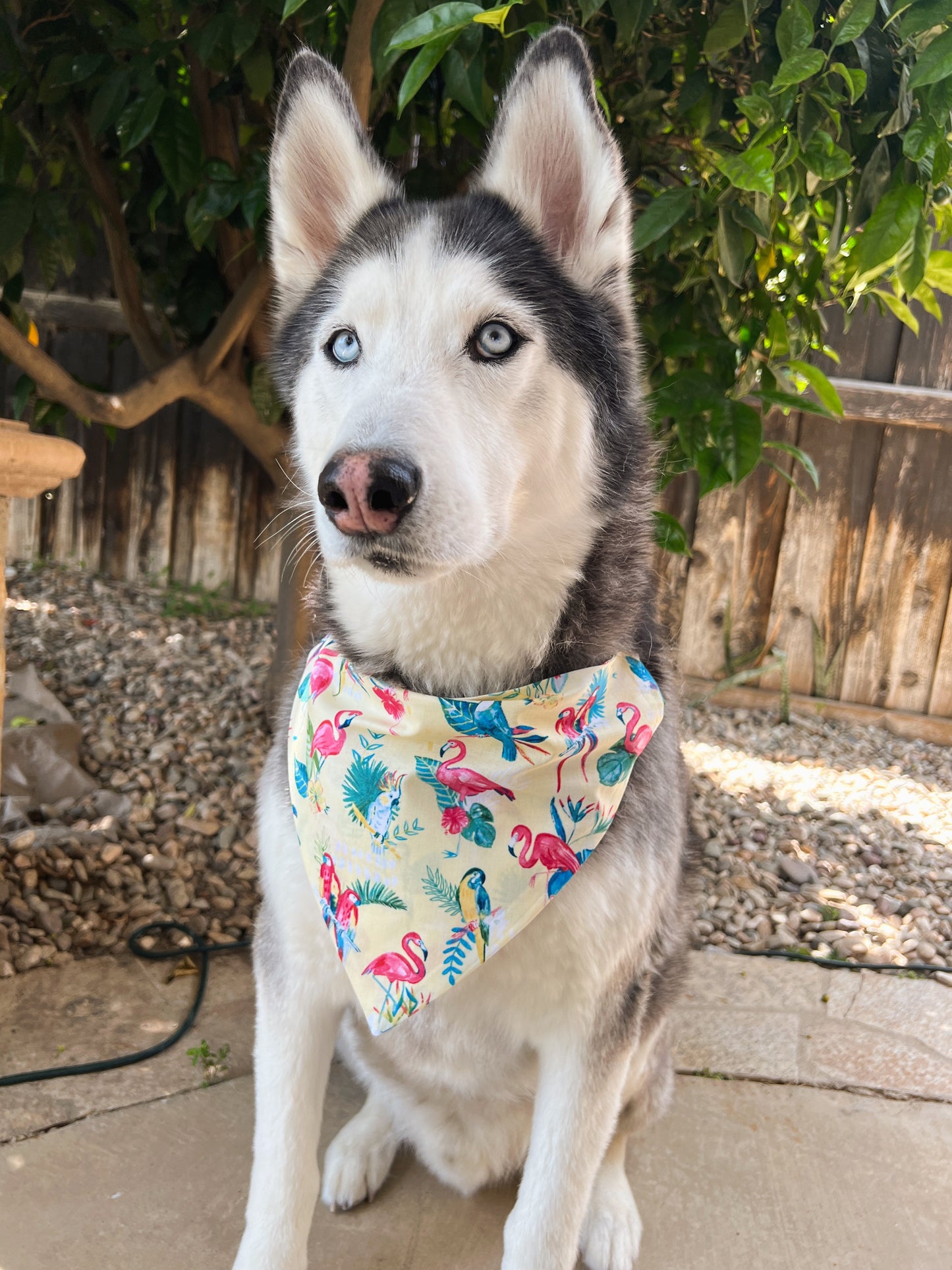 Tropical Summer Bandana