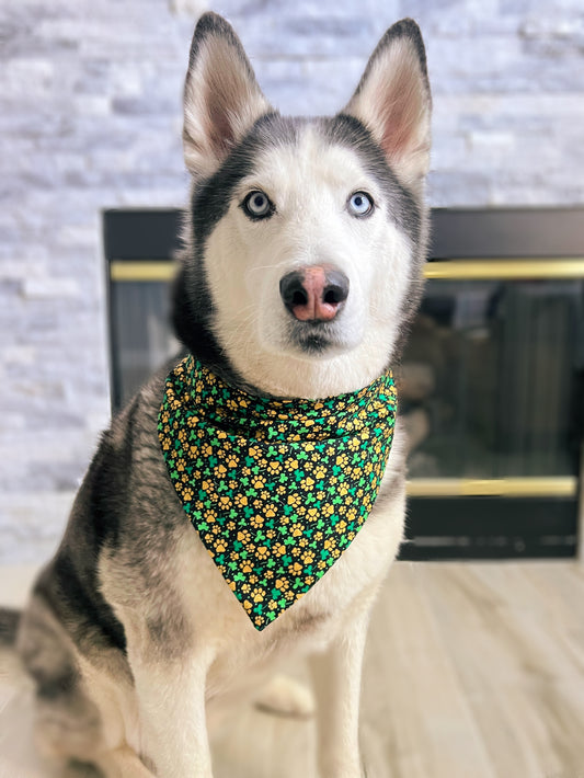 Gold Paws and Shamrocks Bandana