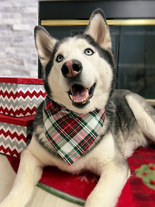 Monogram Hype Bandana // Multicolor (Large) - Fresh Pawz Streetwear For Dogs  - Touch of Modern