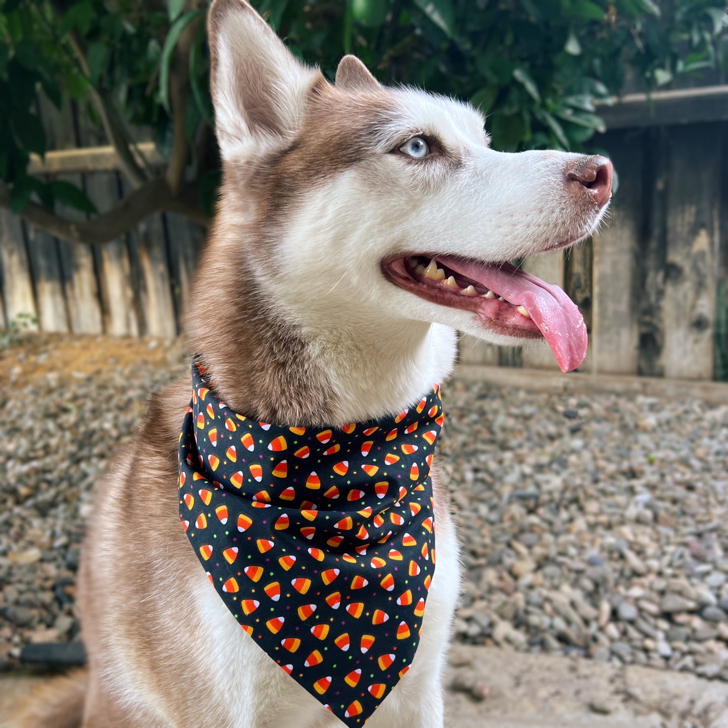 Candy Corn Bandana