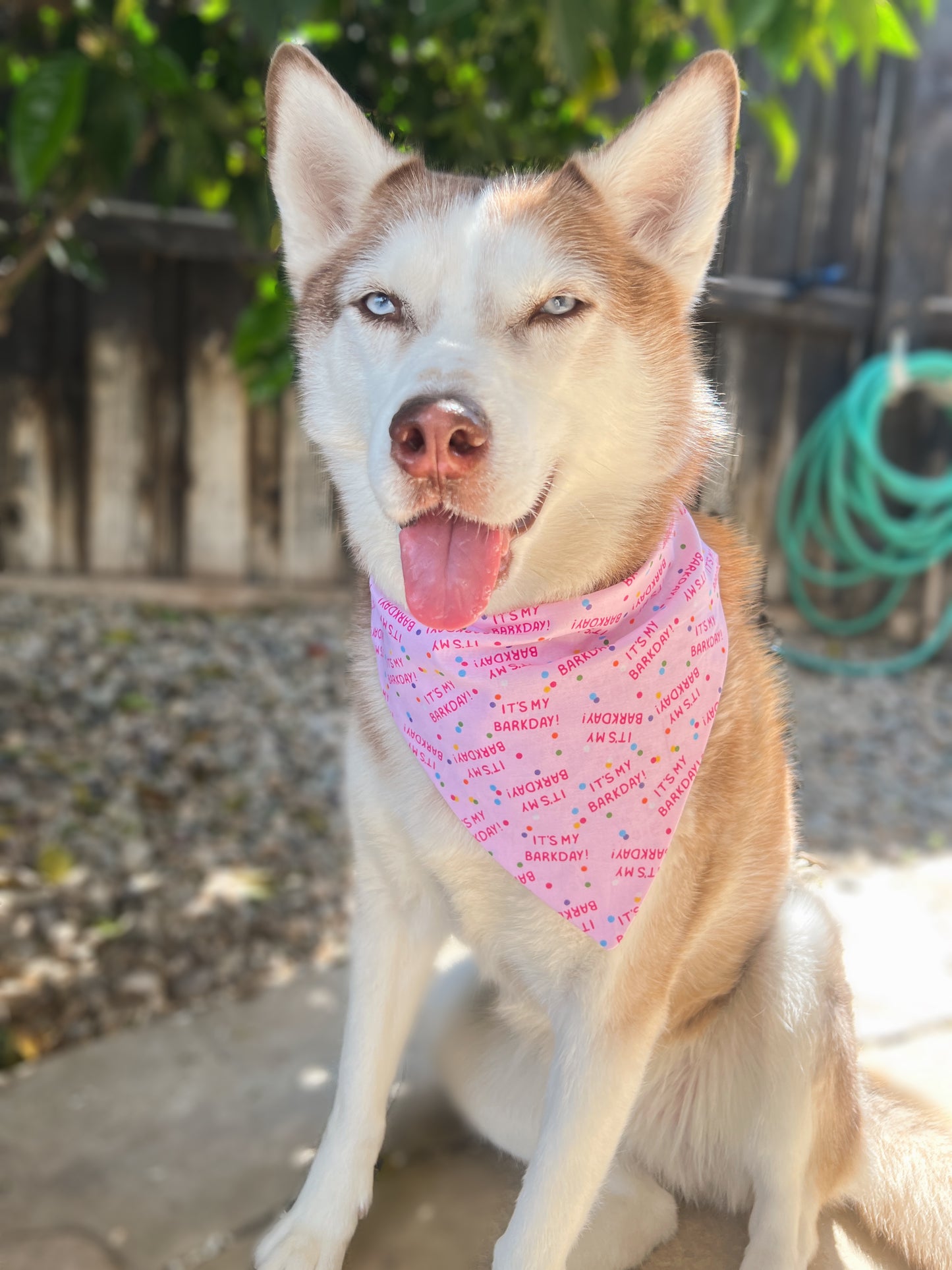 It's My Barkday Bandana