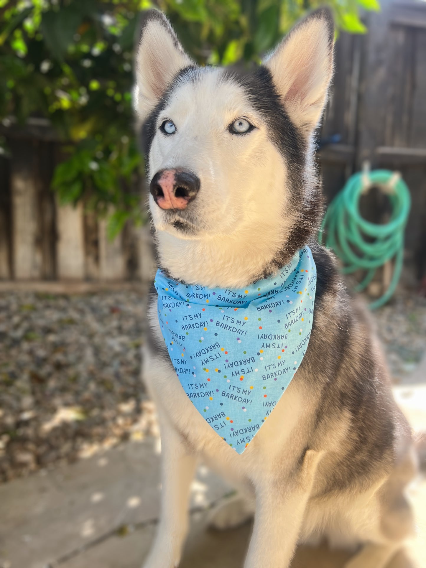 It's My Barkday Bandana