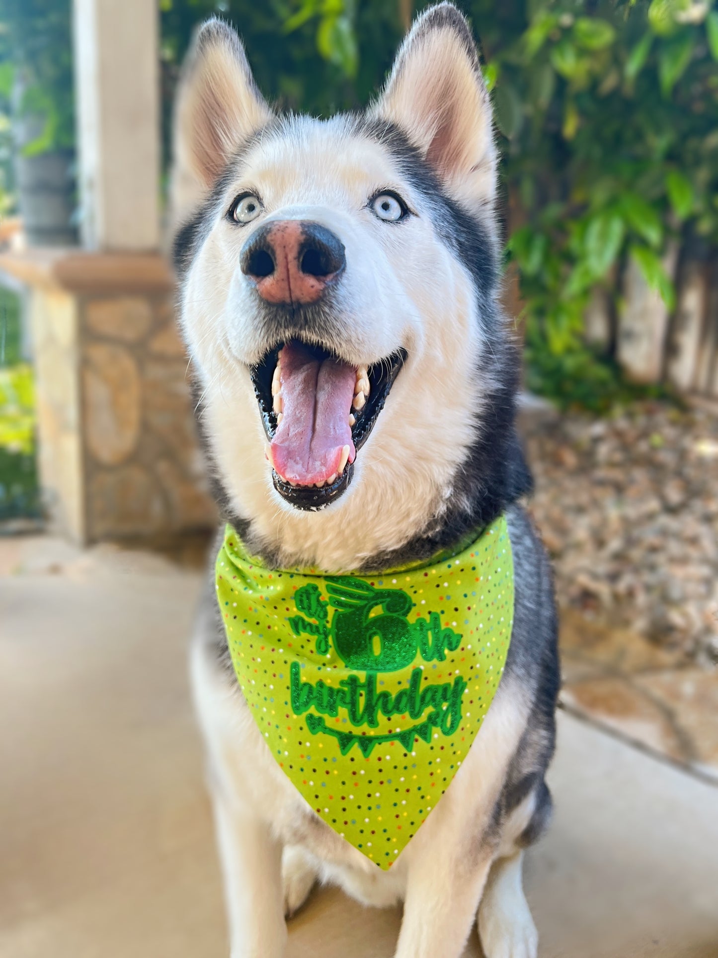 Birthday Age Dog Bandana