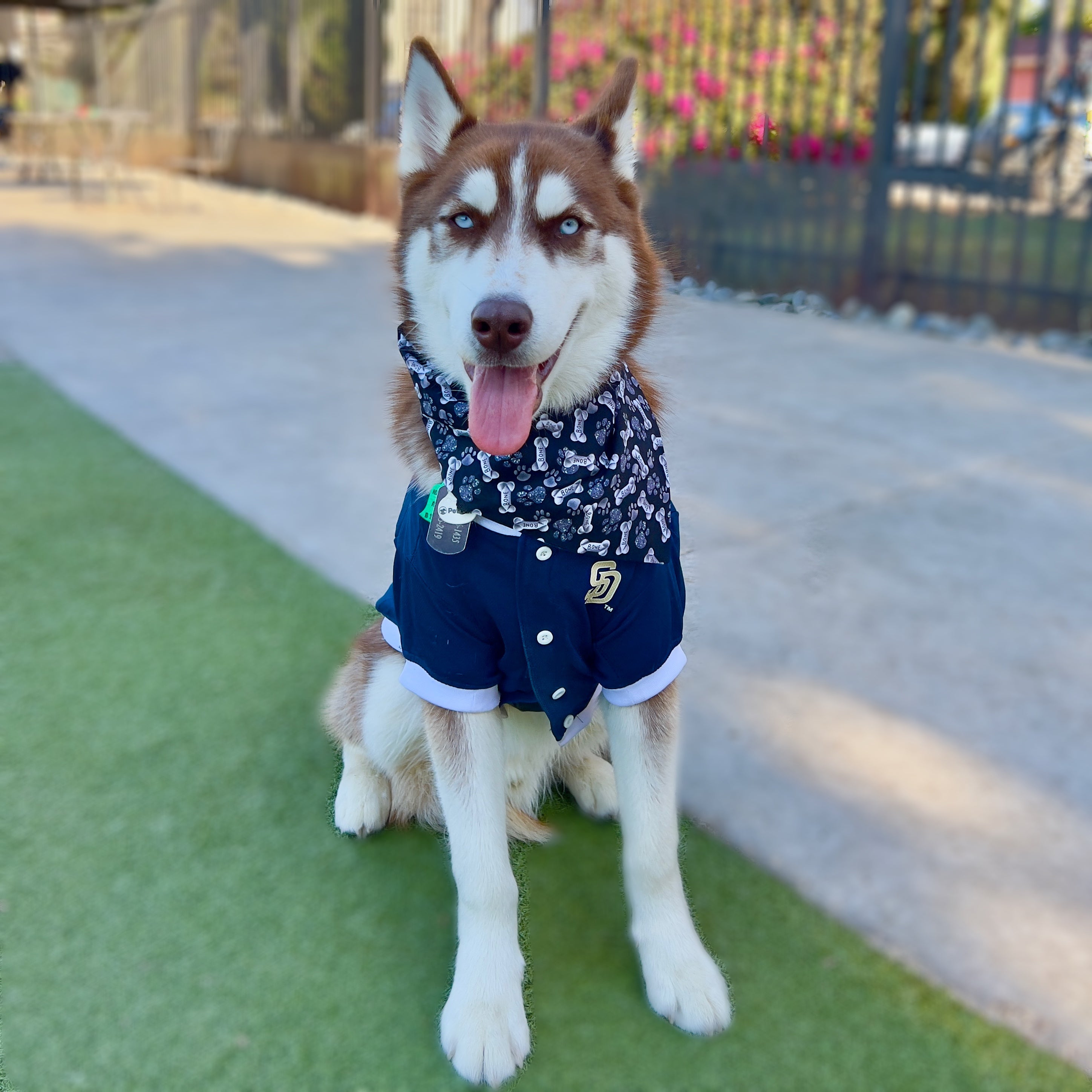 Dog bone shop bandana