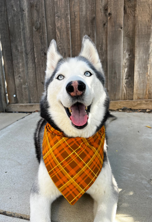 Dog wearing an orange plaid bandana sitting on a concrete surface with a wooden fence in the background.