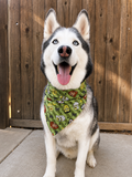A Siberian husky dog wearing a green bandana with a cartoon character print, sitting in front of a wooden fence.