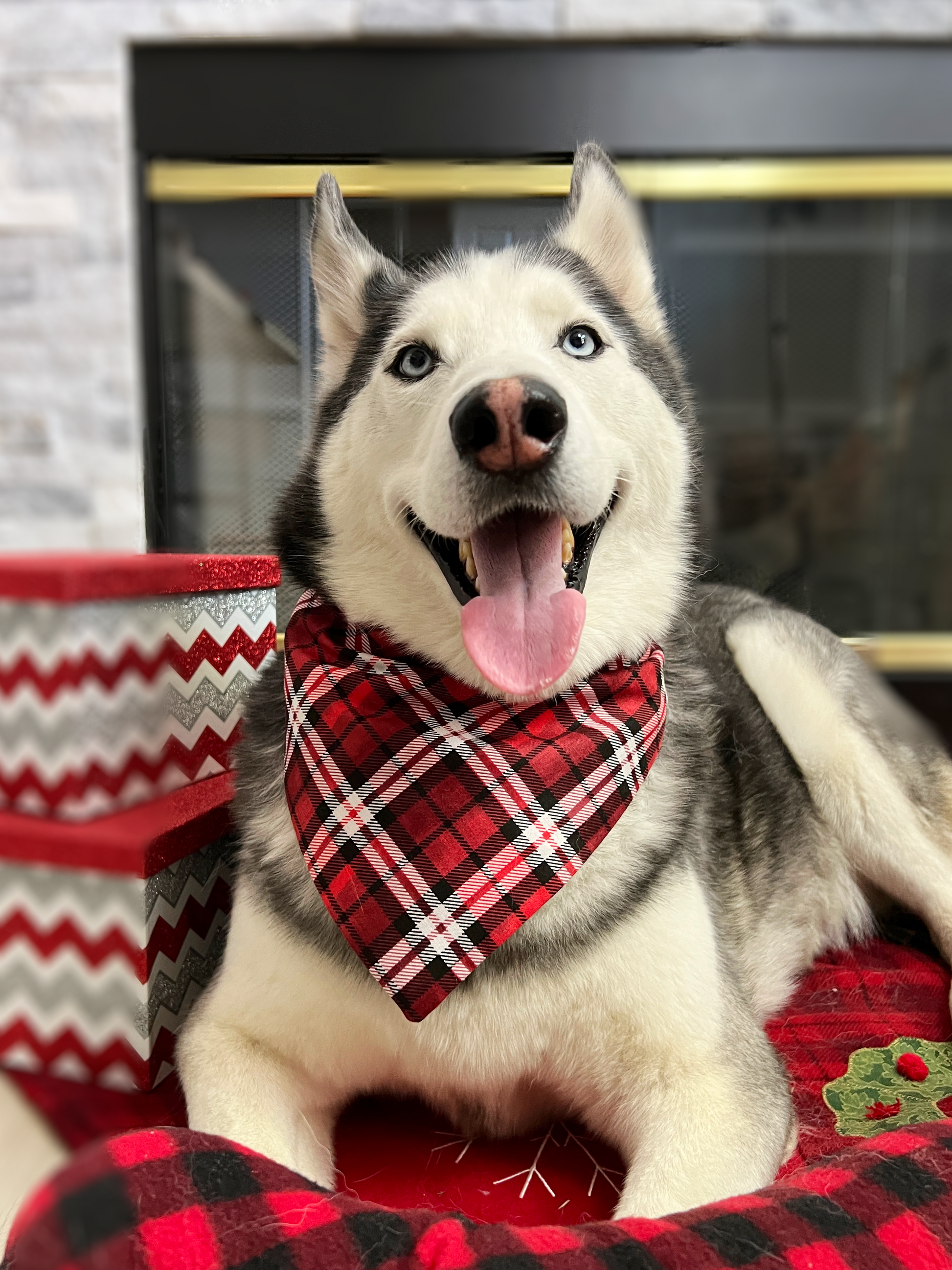Plaid sales bandana dog