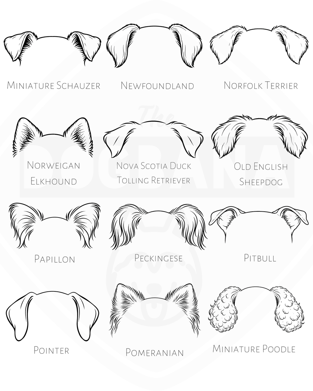 Illustrations of dog breeds' ear shapes on a white background