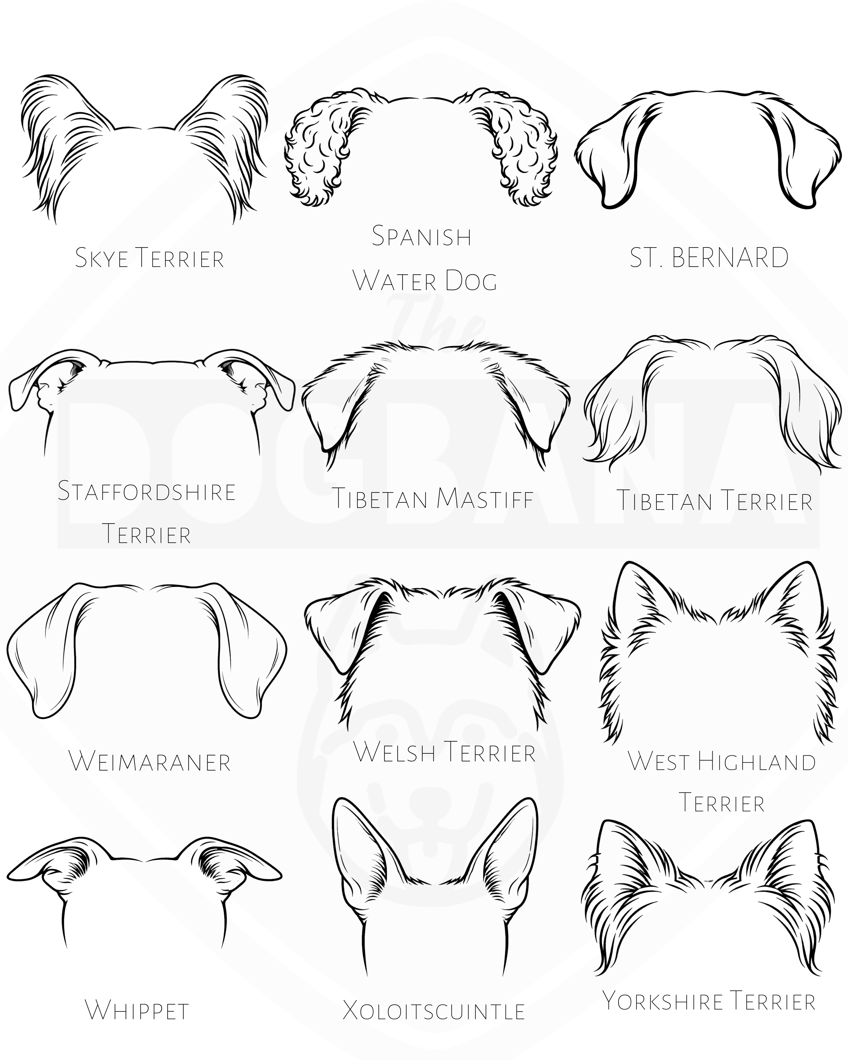 Illustrations of dog breeds' ear shapes with labels on a white background