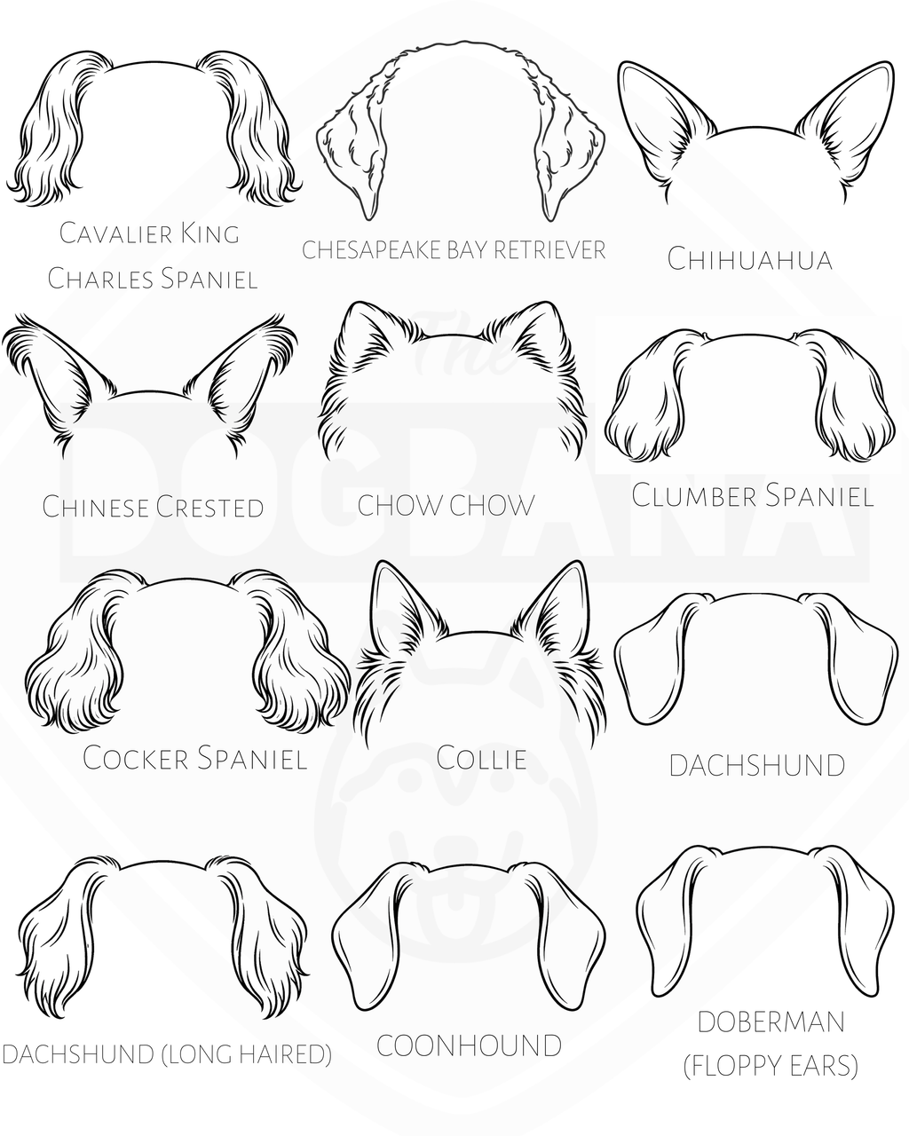 Illustrations of dog breeds with labeled ears on a white background