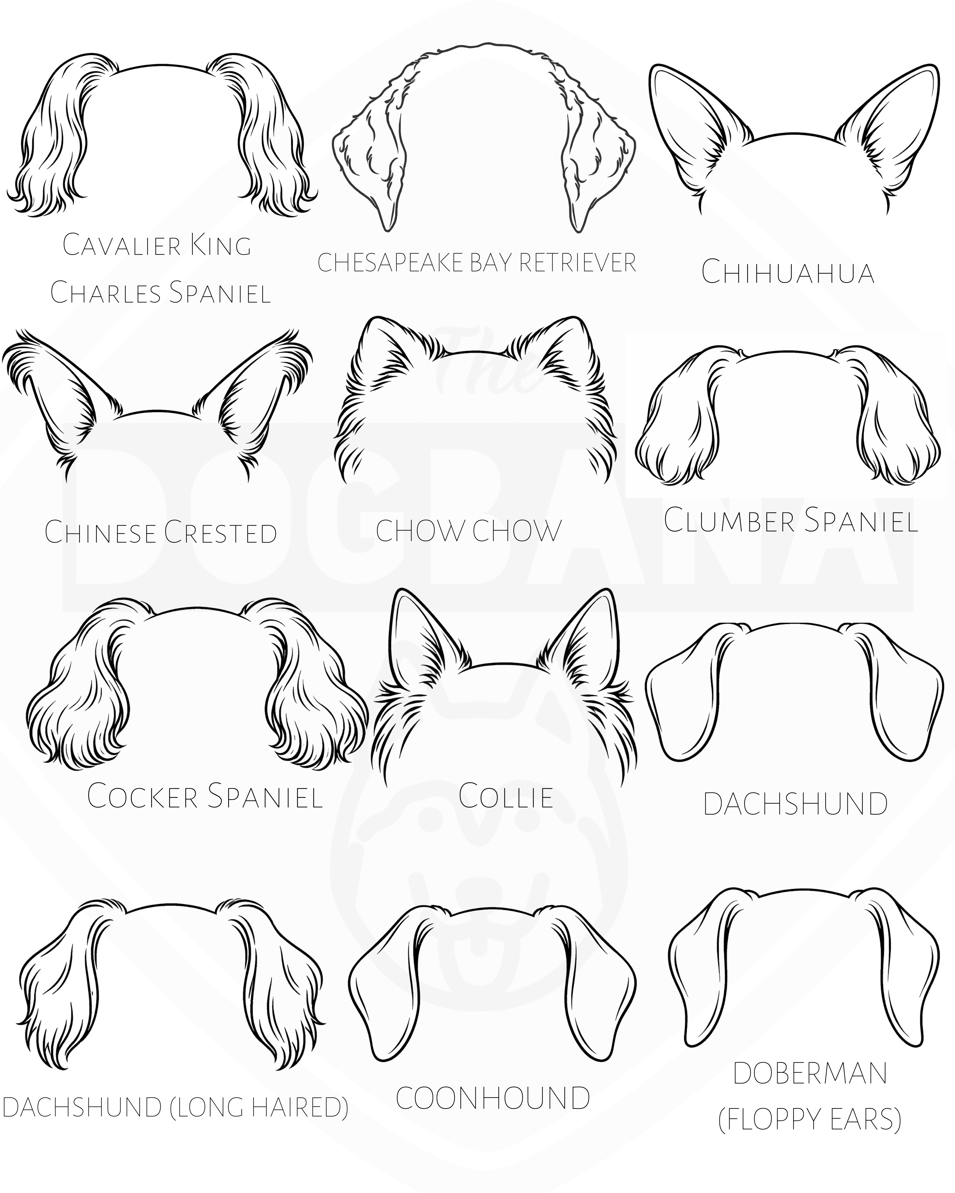 Illustrations of dog breeds with labeled ears on a white background